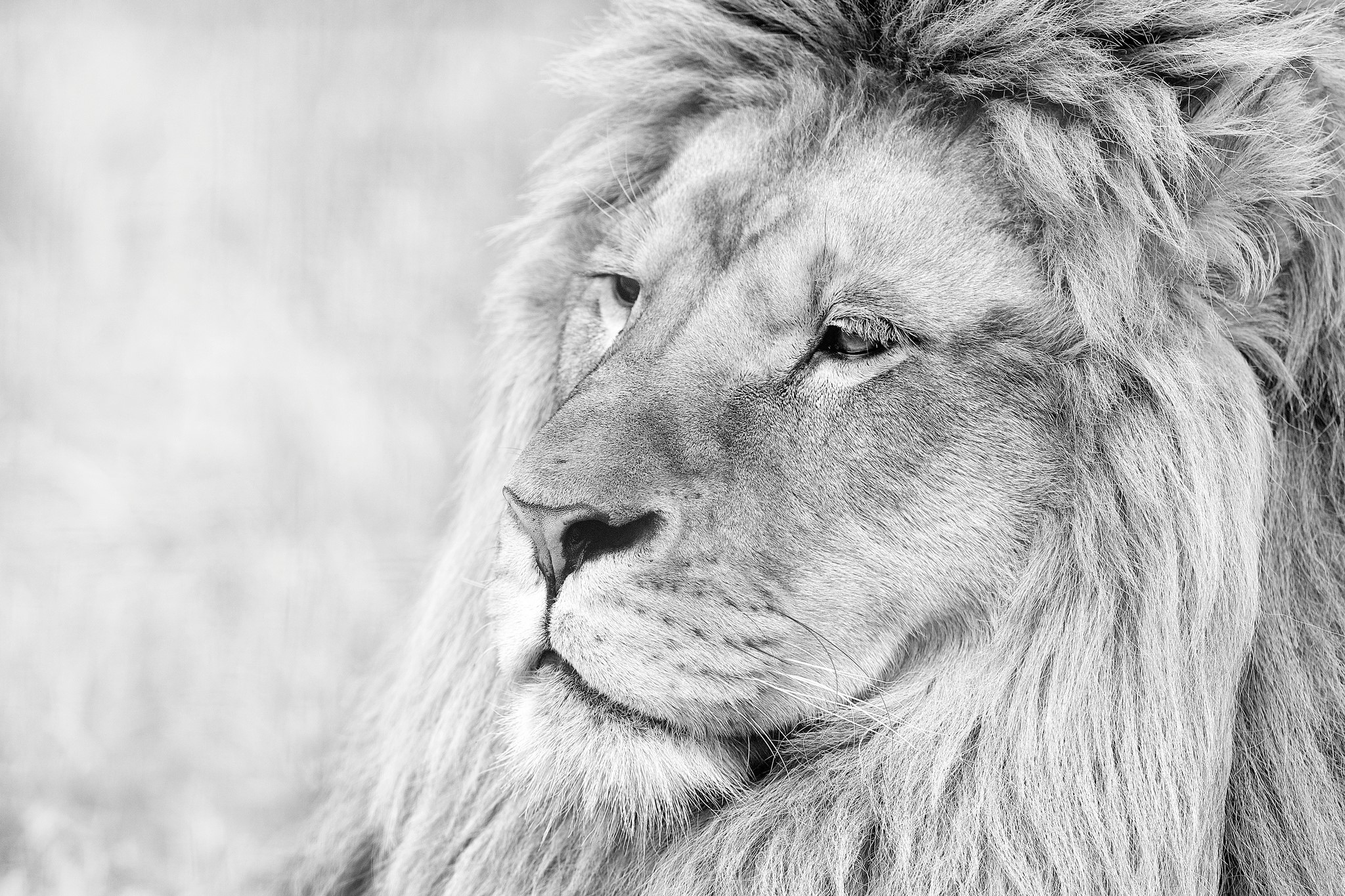 Close-up black and white portrait of a lion HD Wallpaper