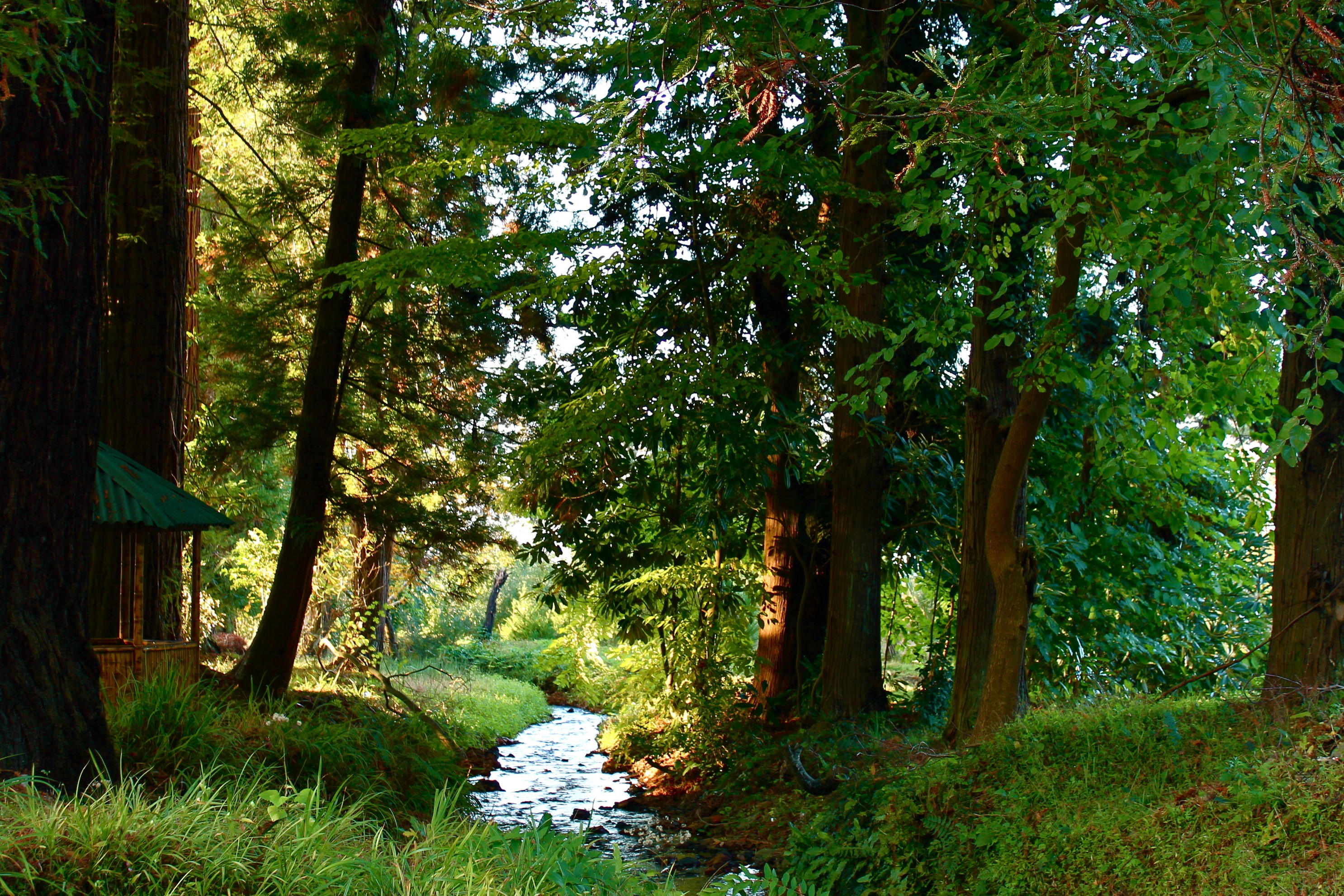 Stream flowing through a forest in Mtirala National Park, Georgia HD Wallpaper