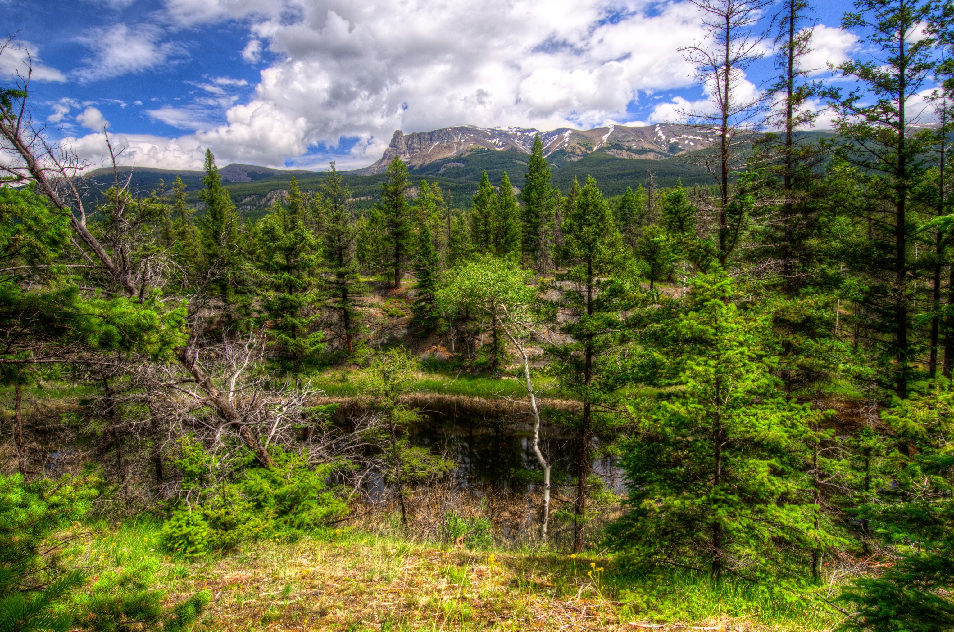 Forest and Mountains in Jasper National Park, Canada HD Wallpaper