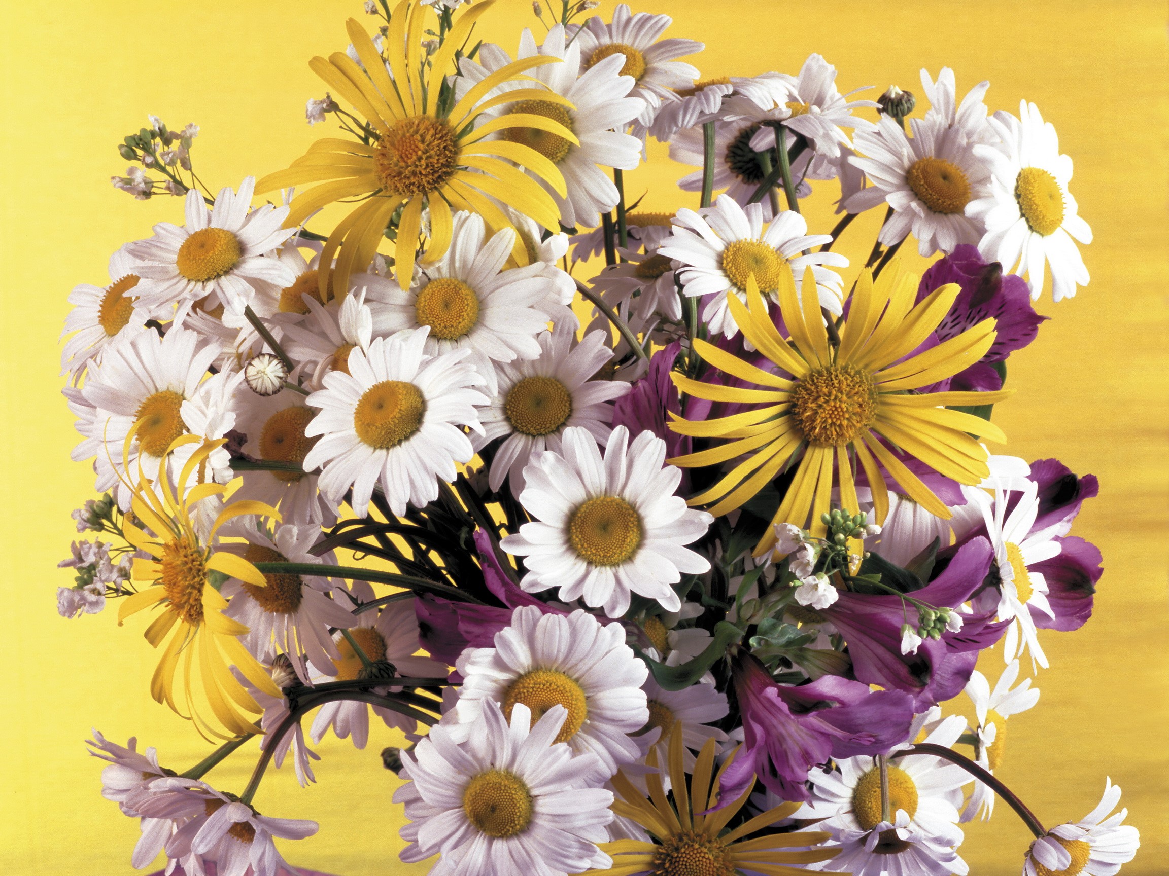 Bouquet of white and yellow daisies with purple flowers HD Wallpaper
