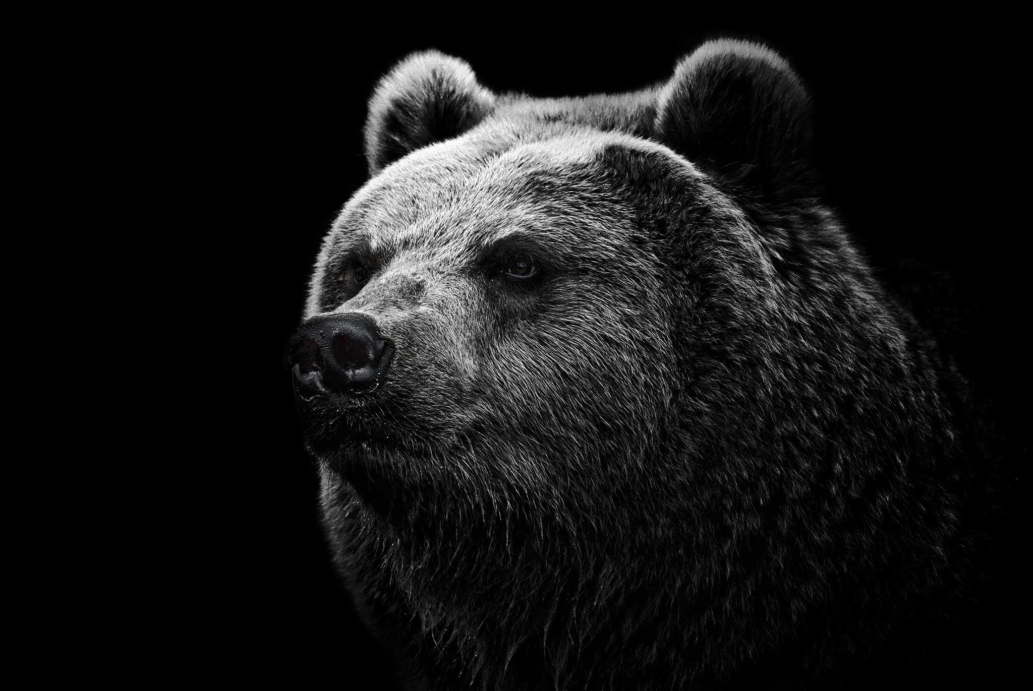 Close-up of a brown bear's face HD Wallpaper