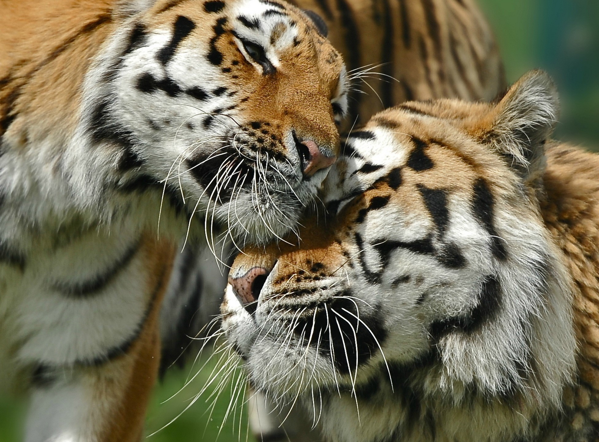 Two tigers nuzzling closely HD Wallpaper