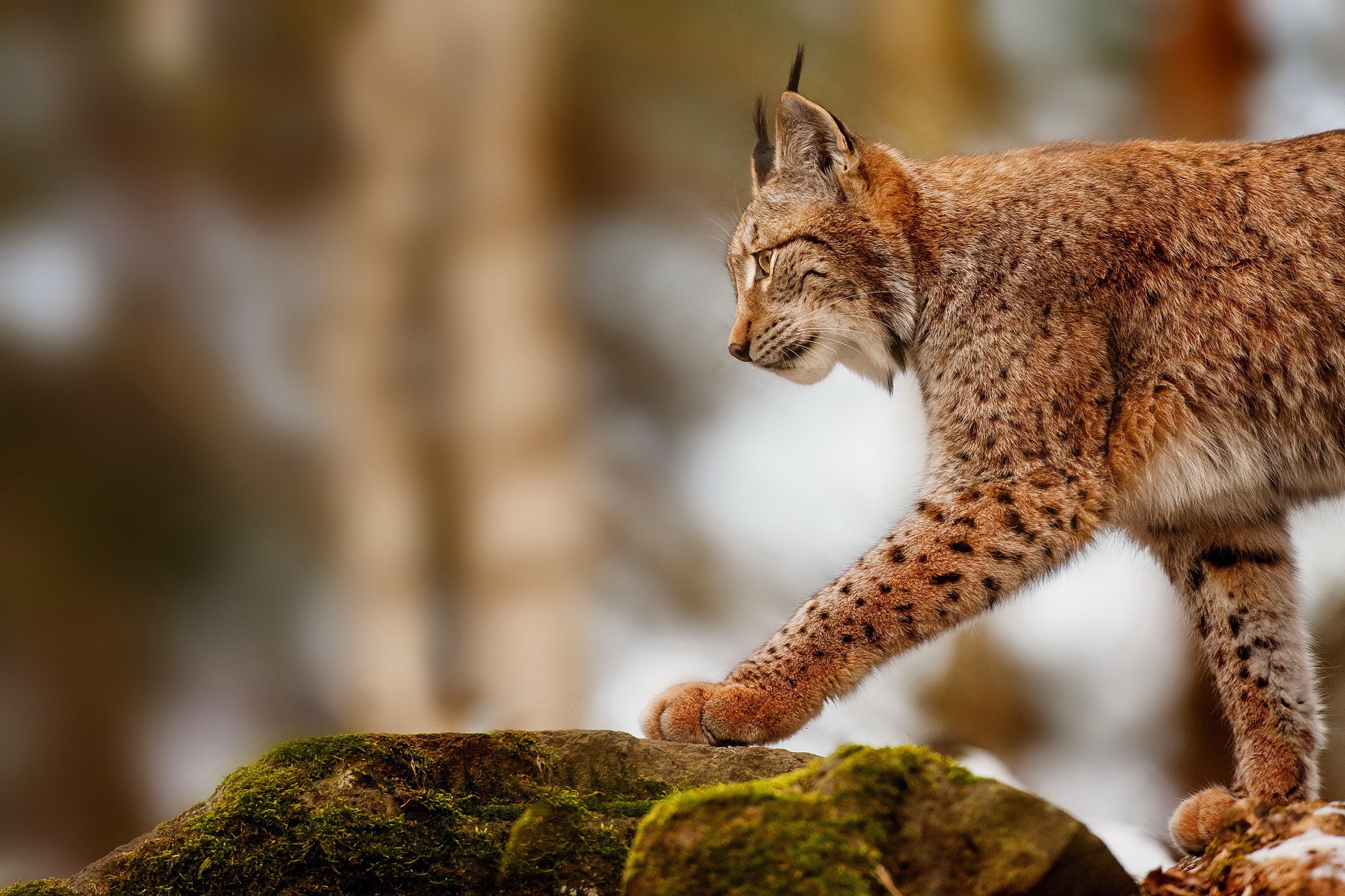 Lynx walking on mossy rocks HD Wallpaper