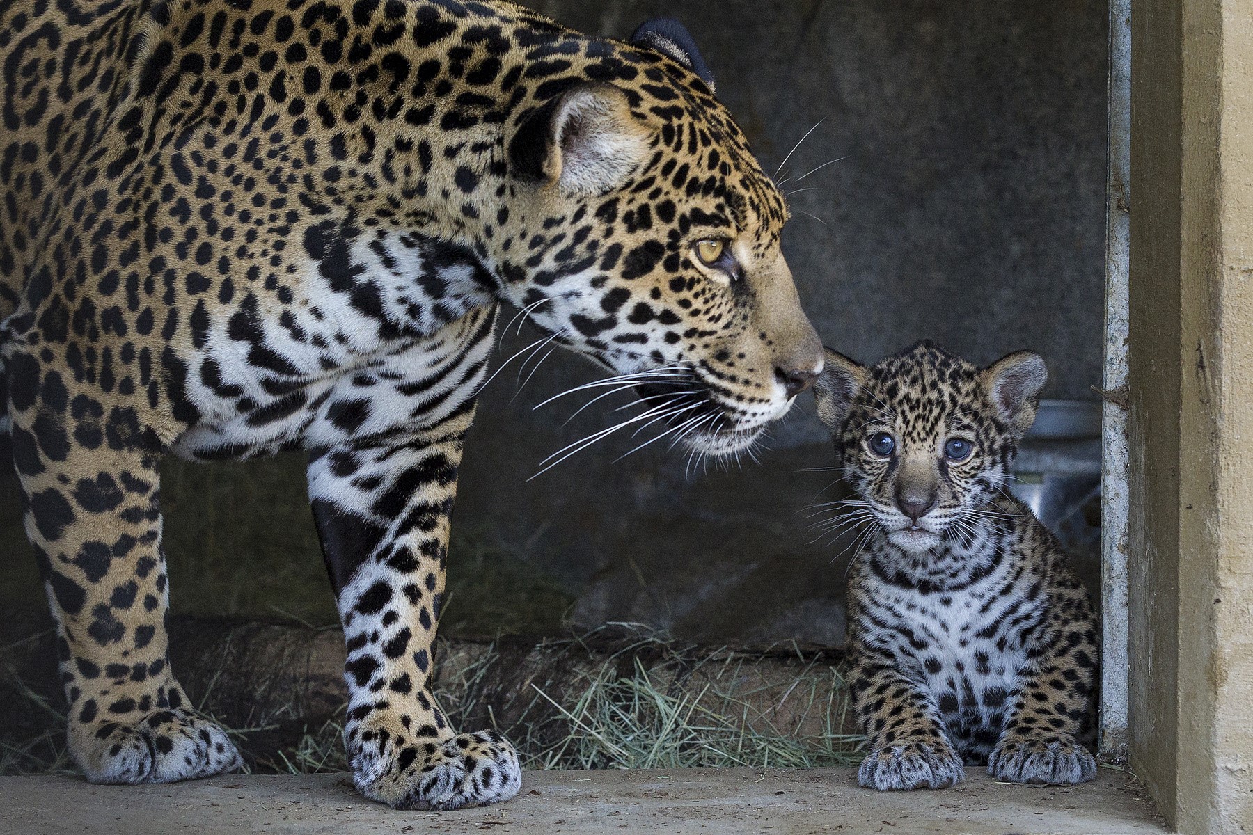 Mother Jaguar and Cub in Enclosure HD Wallpaper