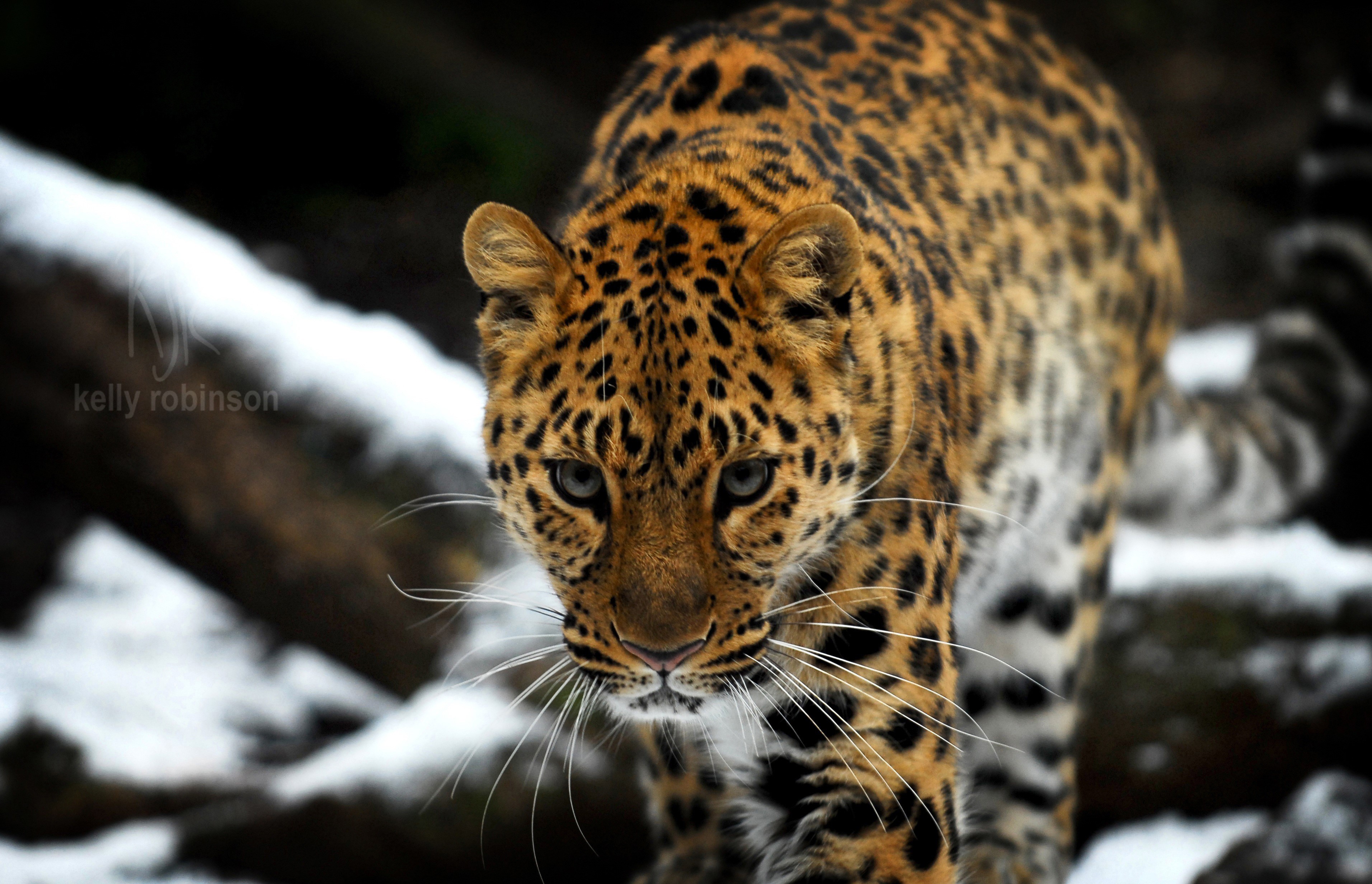Leopard walking in the snow HD Wallpaper