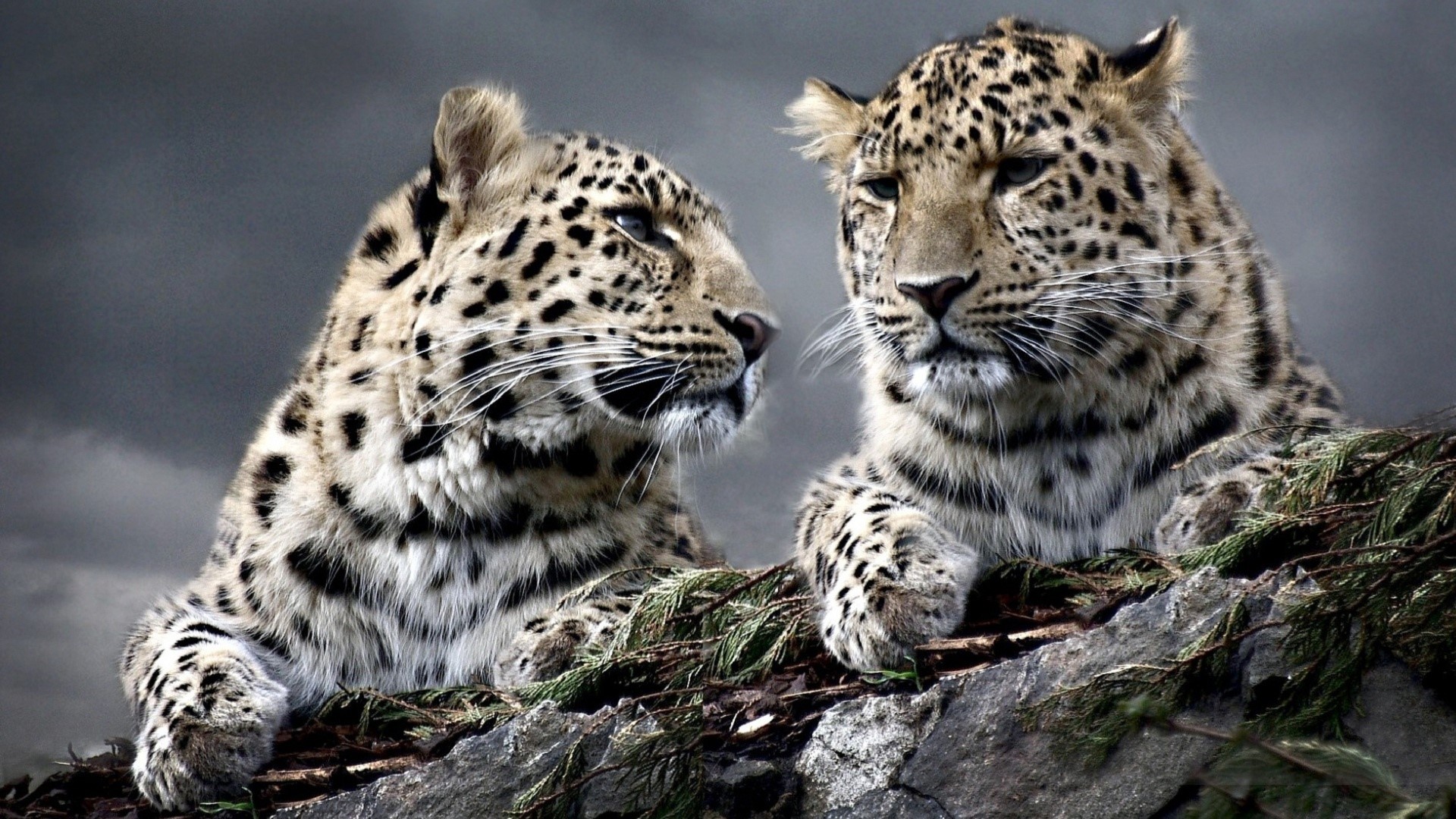 Two leopards resting on rocks HD Wallpaper