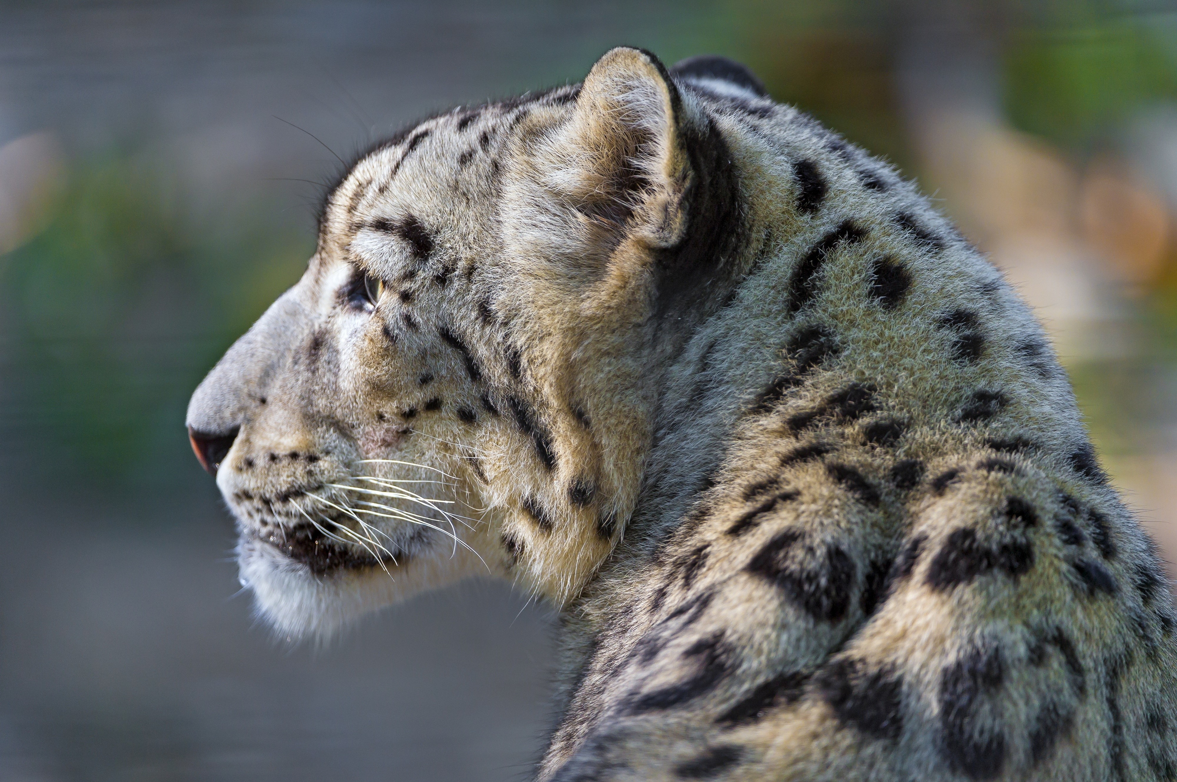 4K Snow Leopard Head Profile HD Wallpaper
