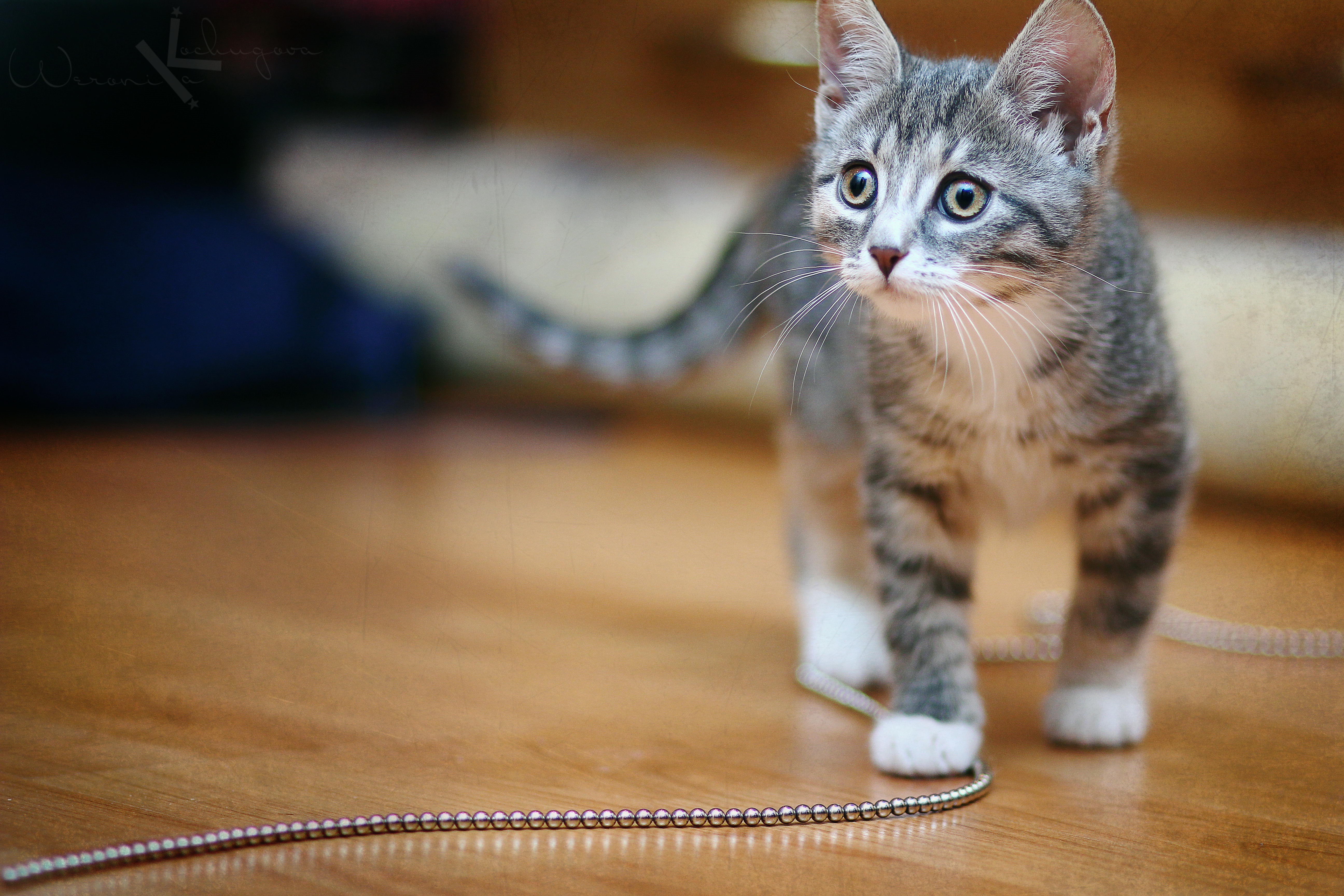 Kitten looking at a string of beads HD Wallpaper