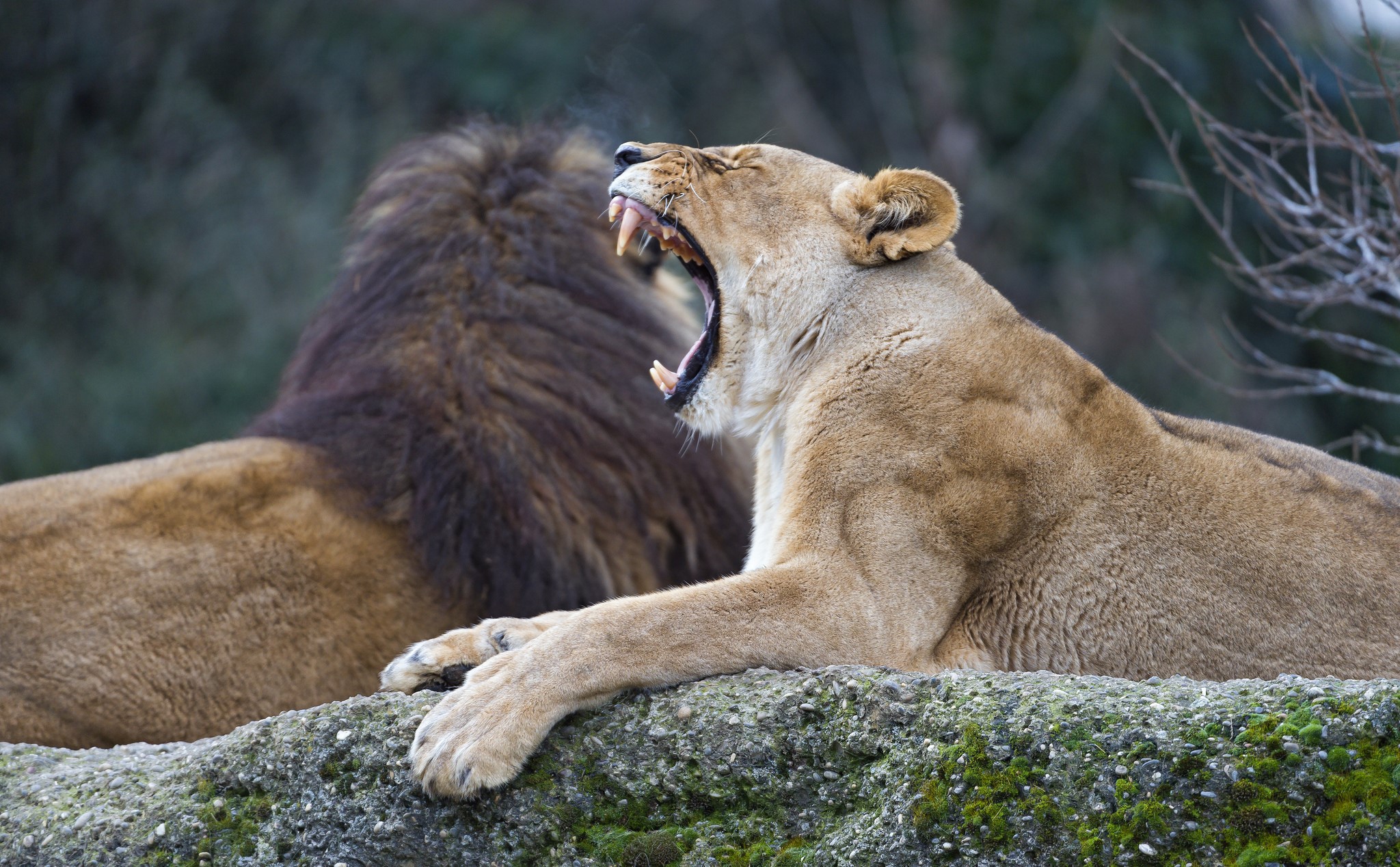 Lioness yawning with a male lion in the background HD Wallpaper