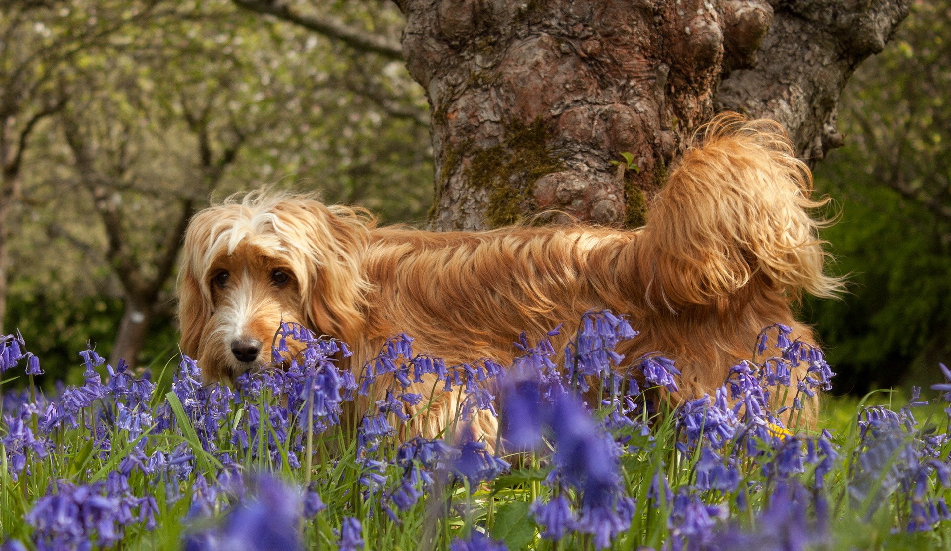 A fluffy dog in a field of bluebells HD Wallpaper