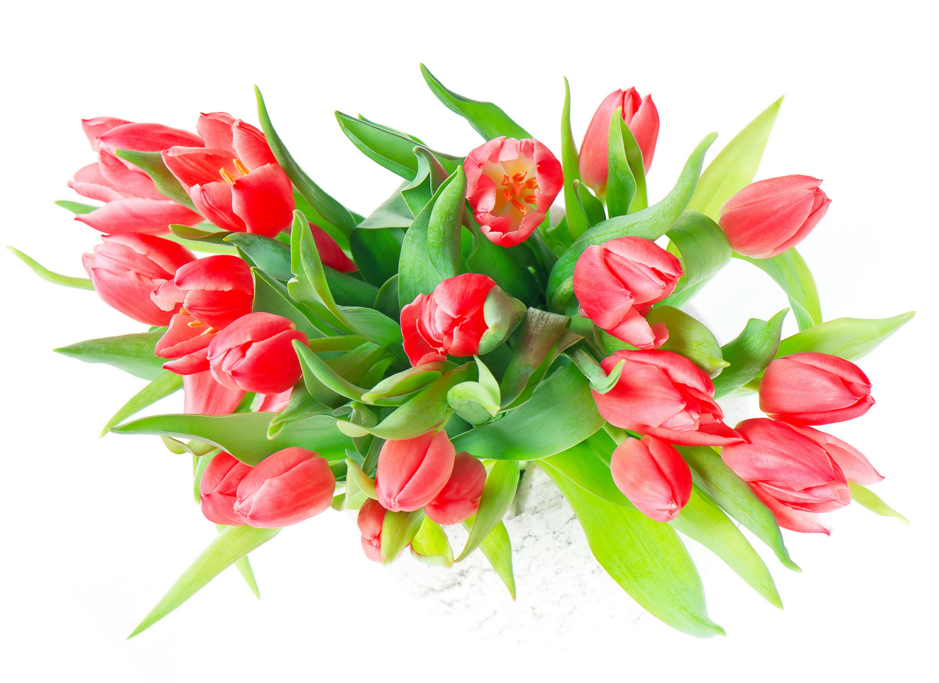 Red Tulips HD Wallpaper