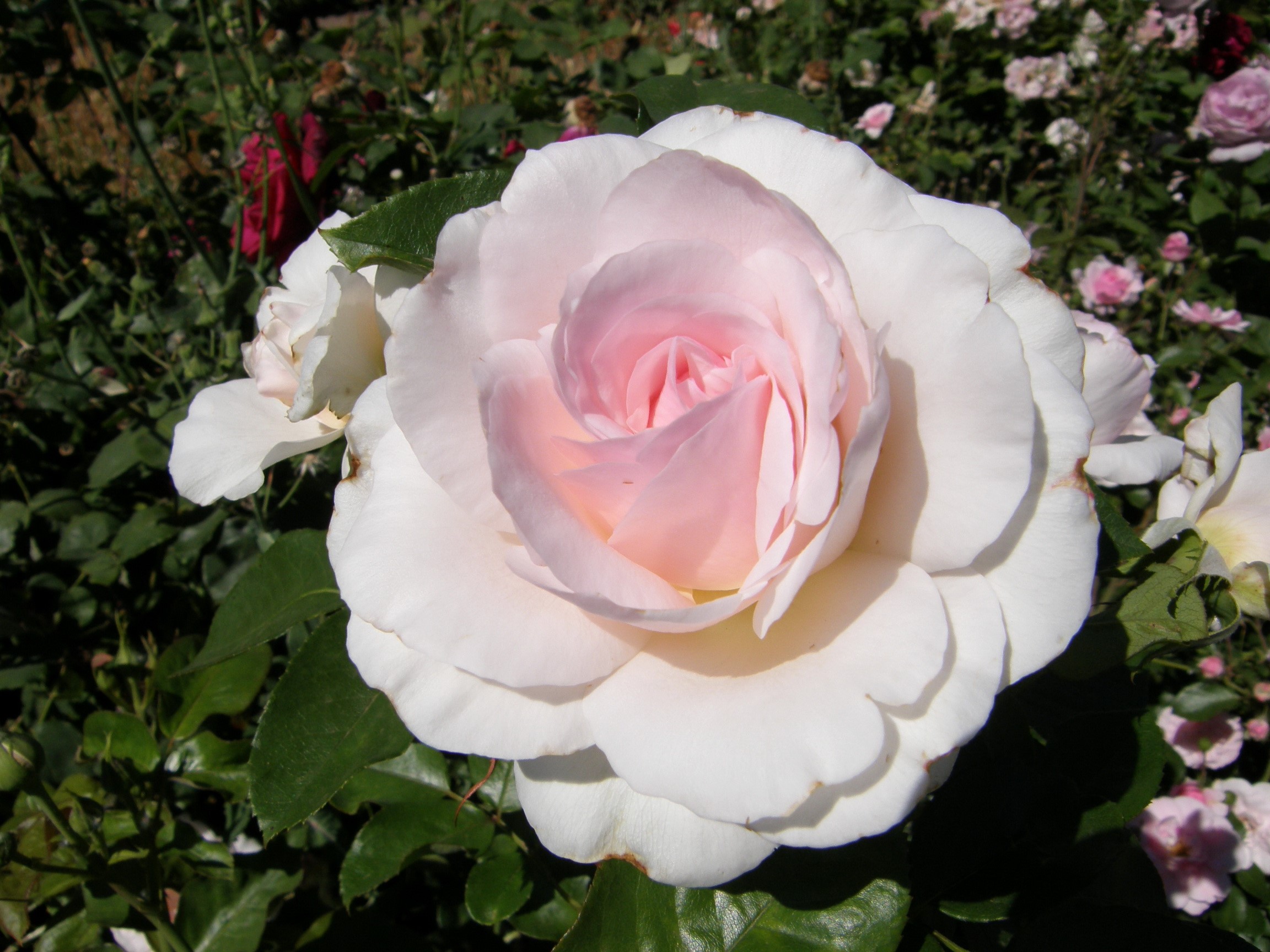 White and pink rose in a garden HD Wallpaper