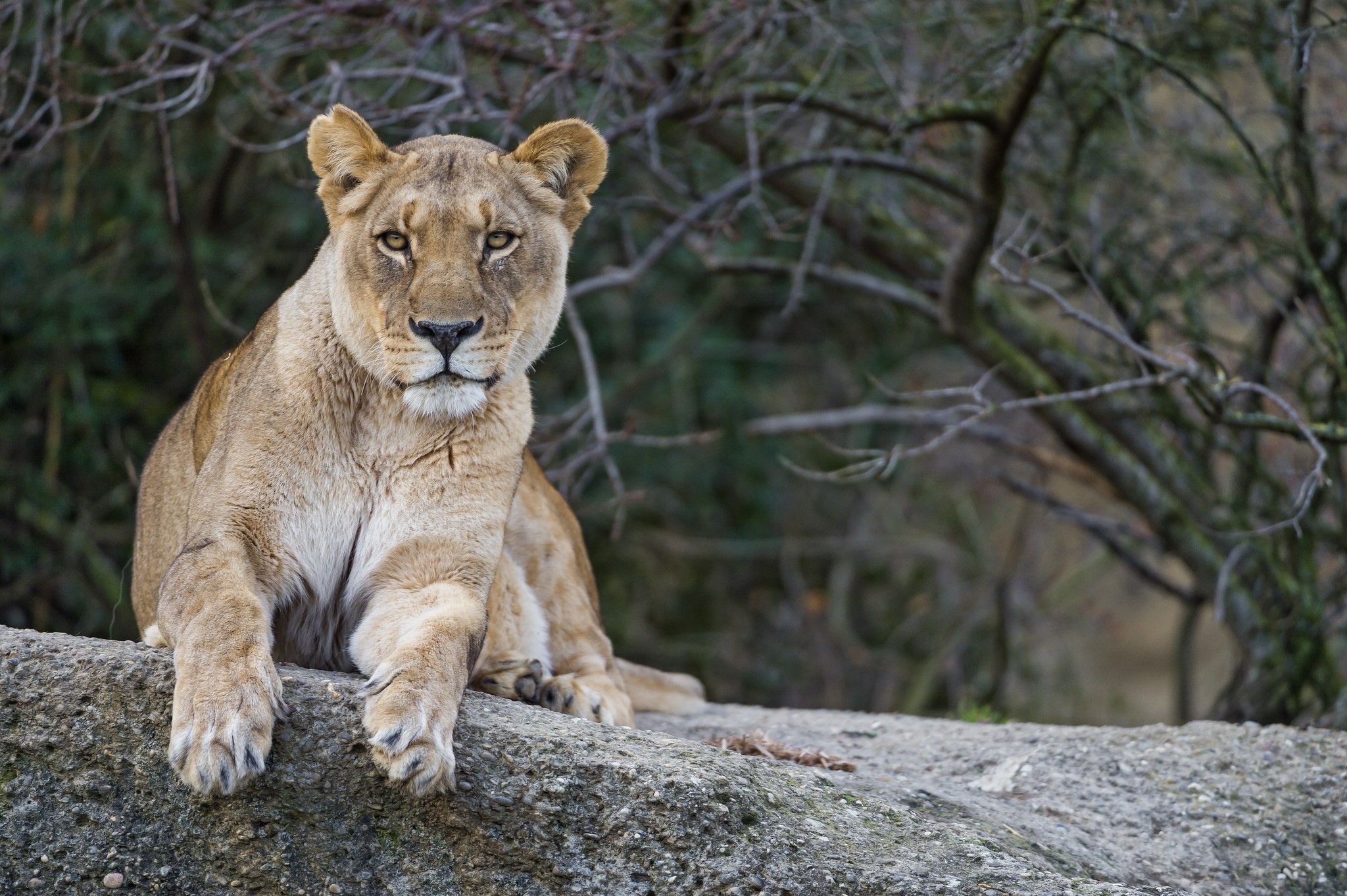 Lioness resting on a rock HD Wallpaper