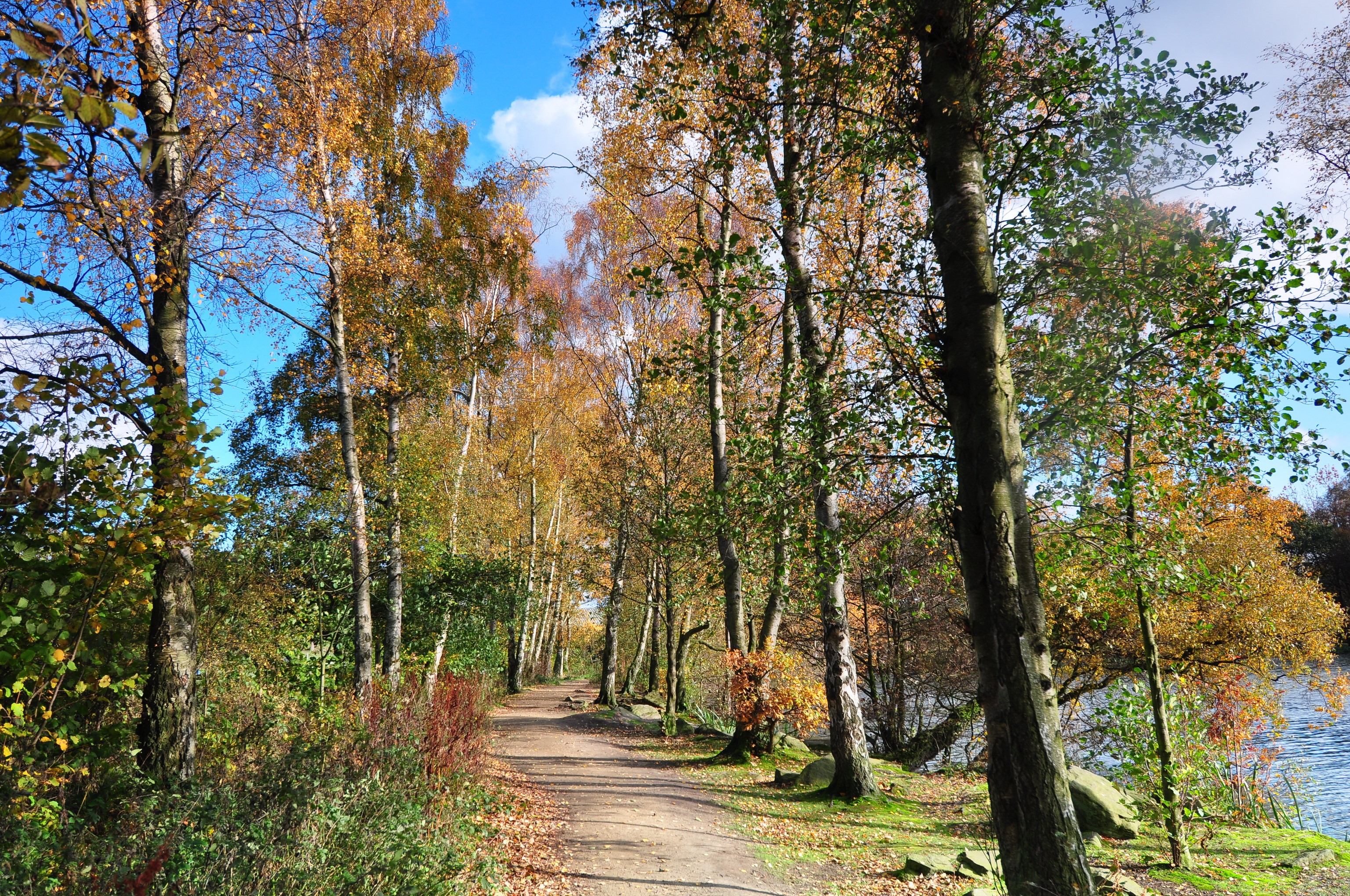 Autumn path through trees in England HD Wallpaper