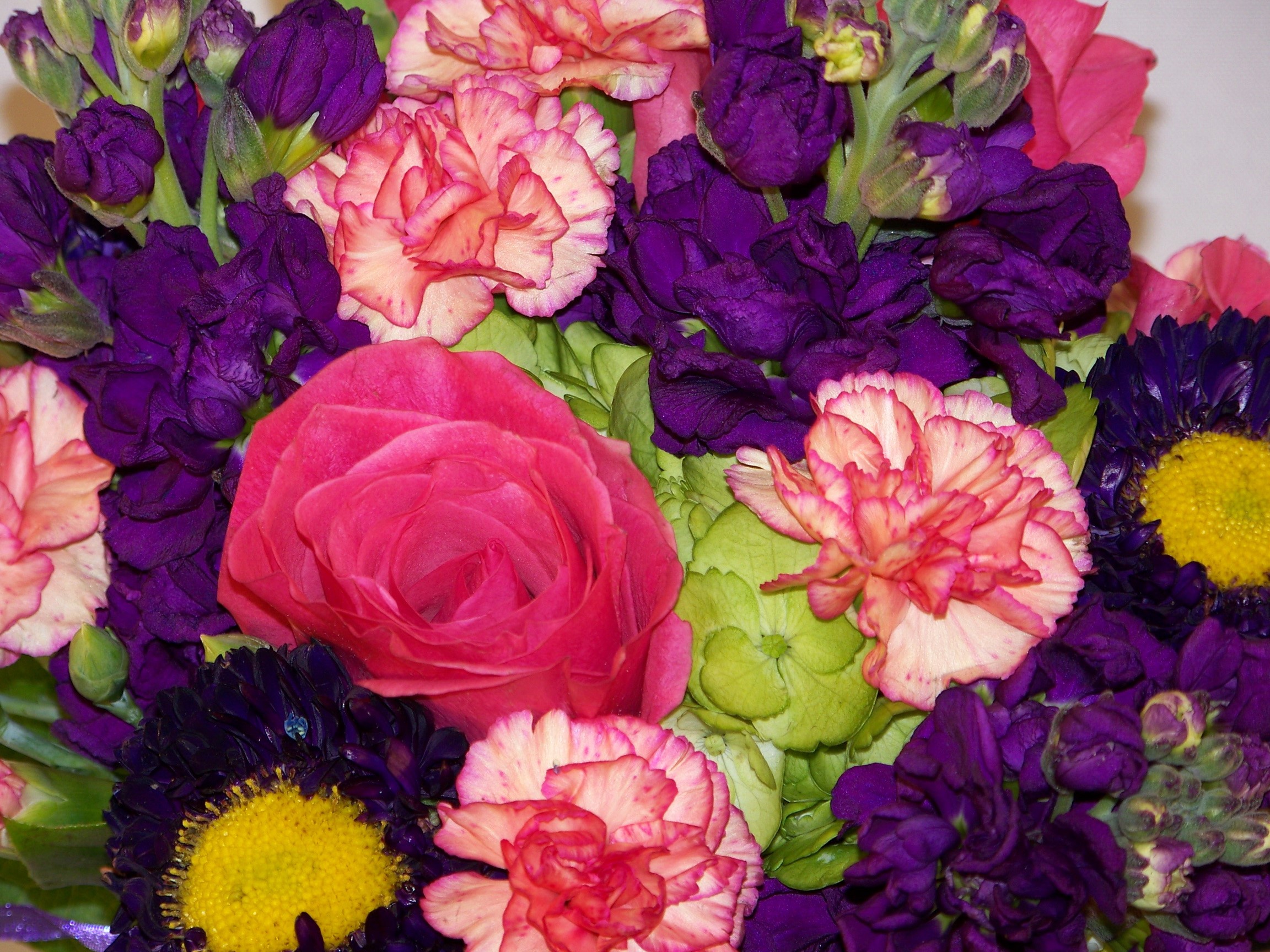 Bouquet of pink roses, carnations, and purple stock flowers HD Wallpaper