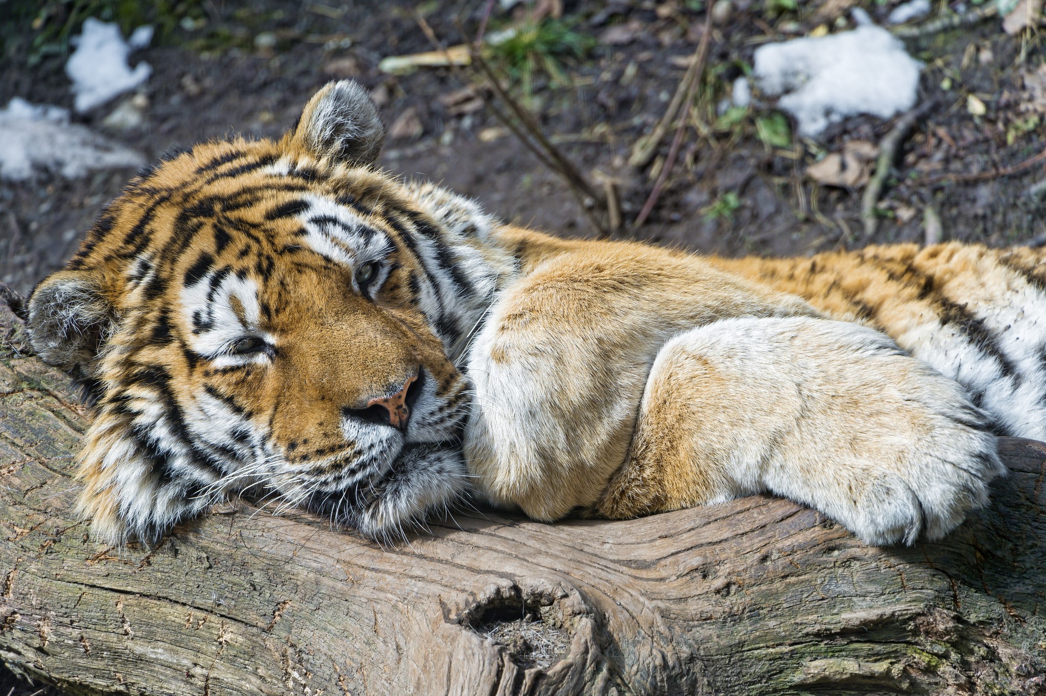 Tiger resting on a log HD Wallpaper