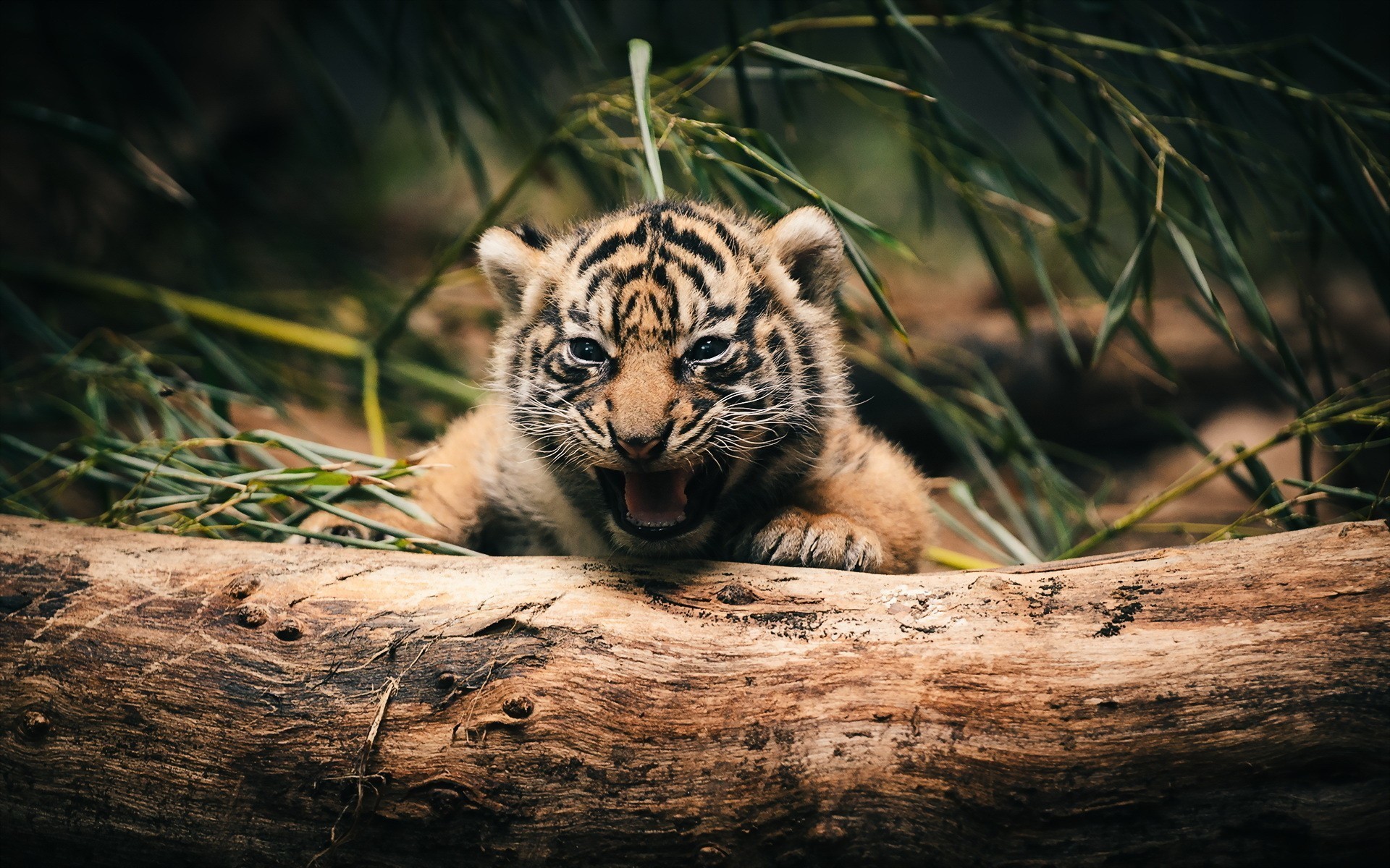 Tiger cub roaring on a log HD Wallpaper