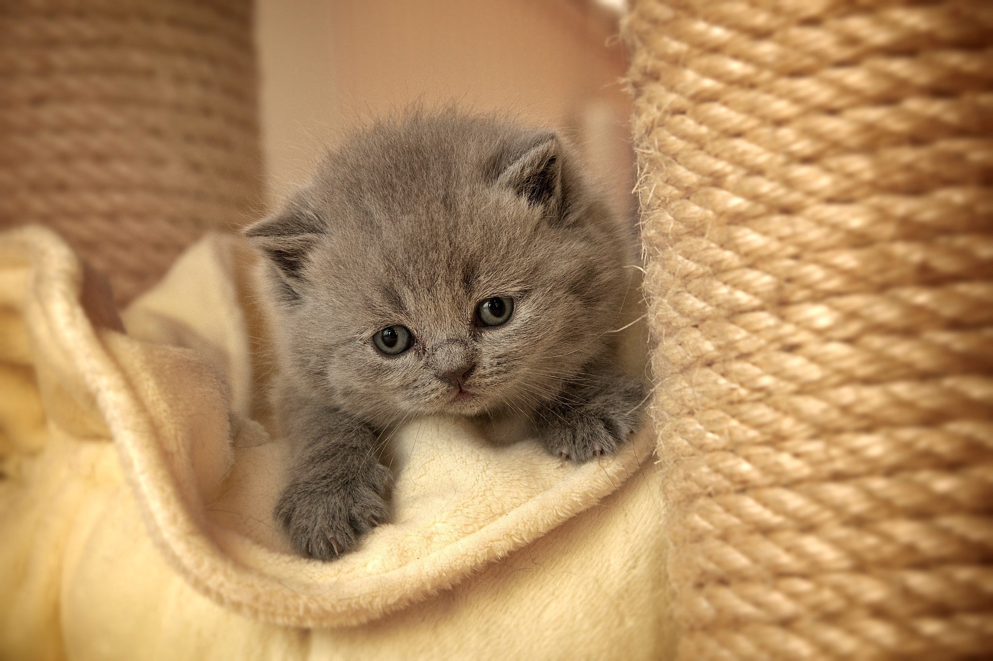 Grey kitten peeking out from a blanket HD Wallpaper