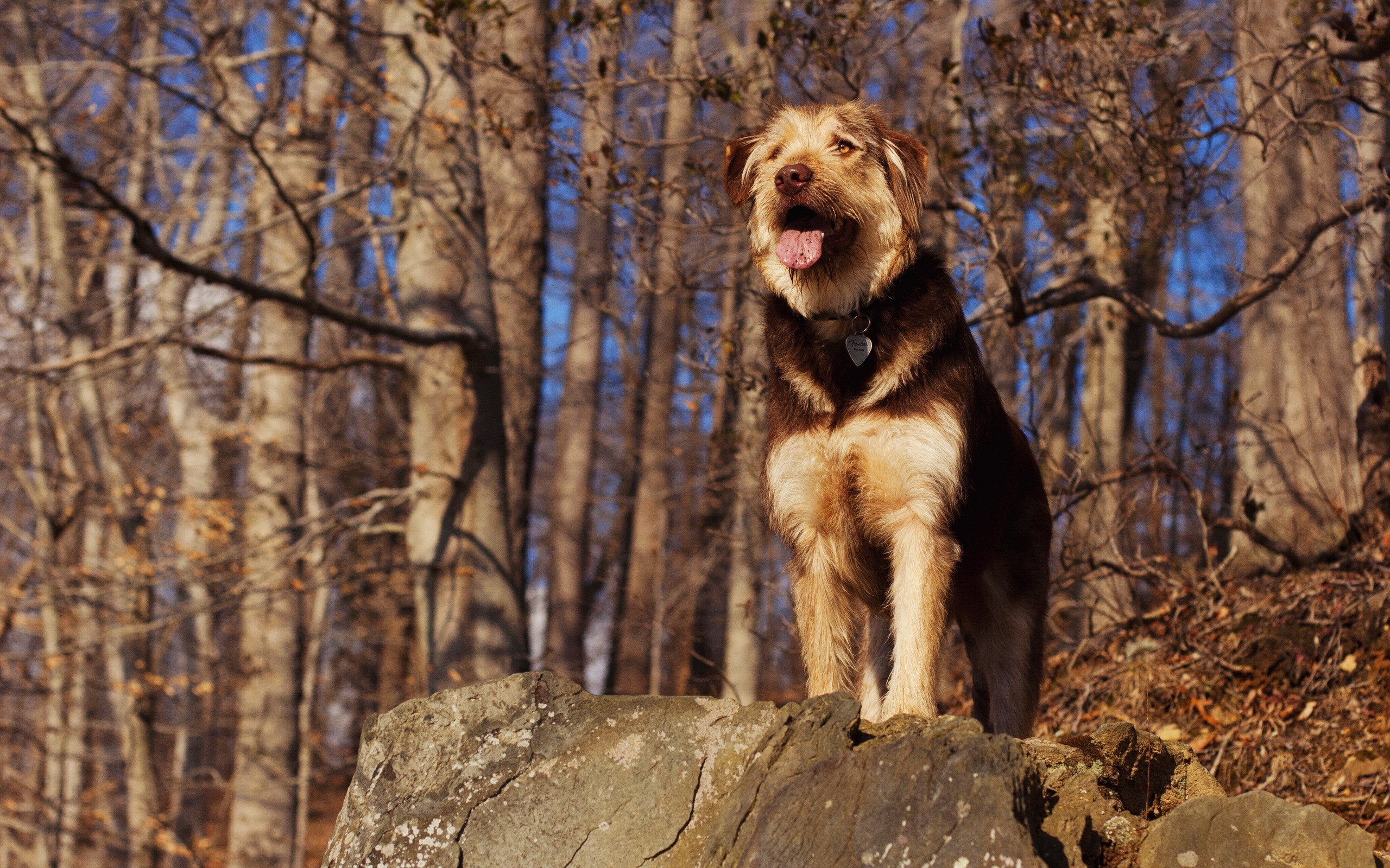 A shaggy dog sits on a rock in a forest HD Wallpaper