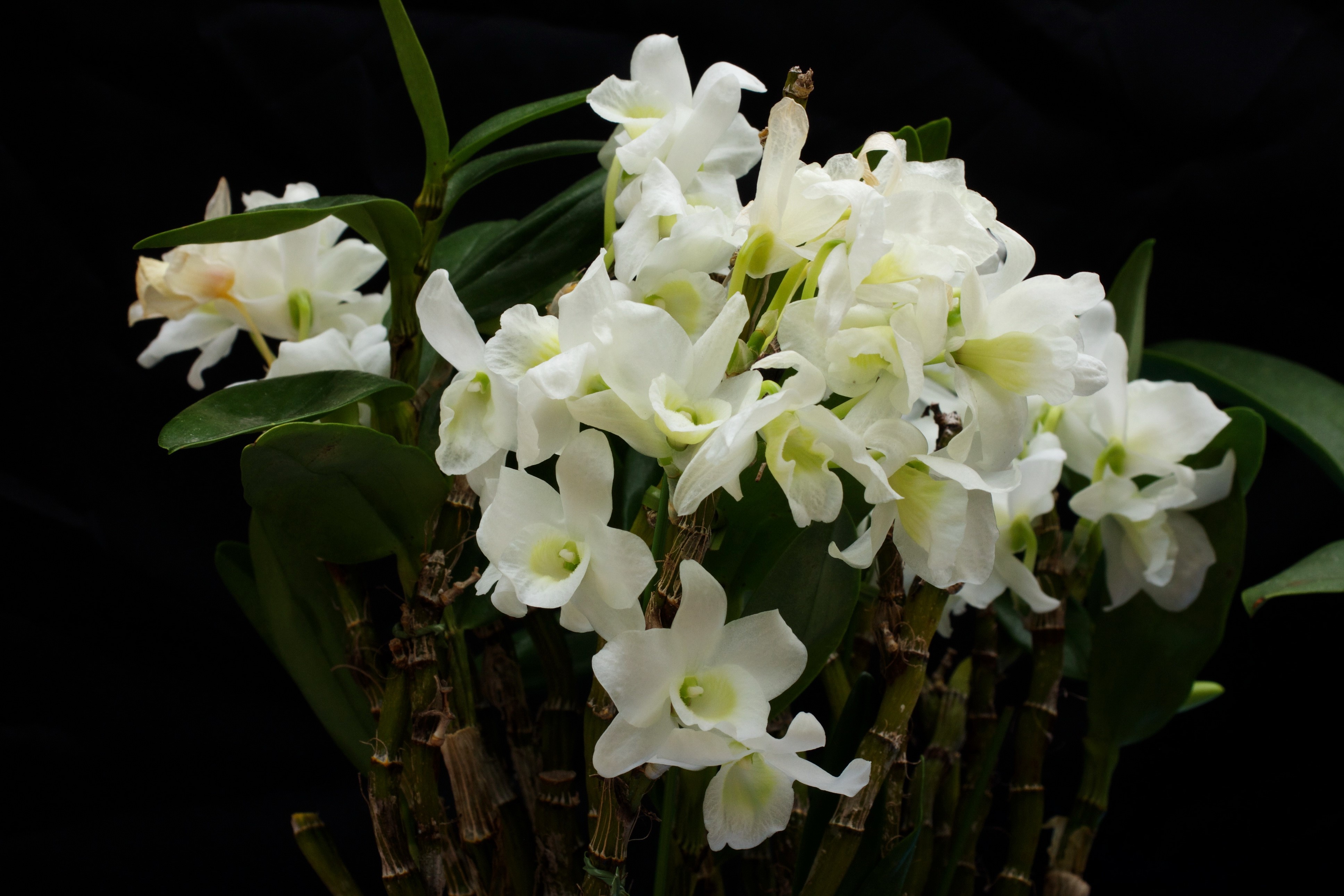 White Orchid HD Wallpaper