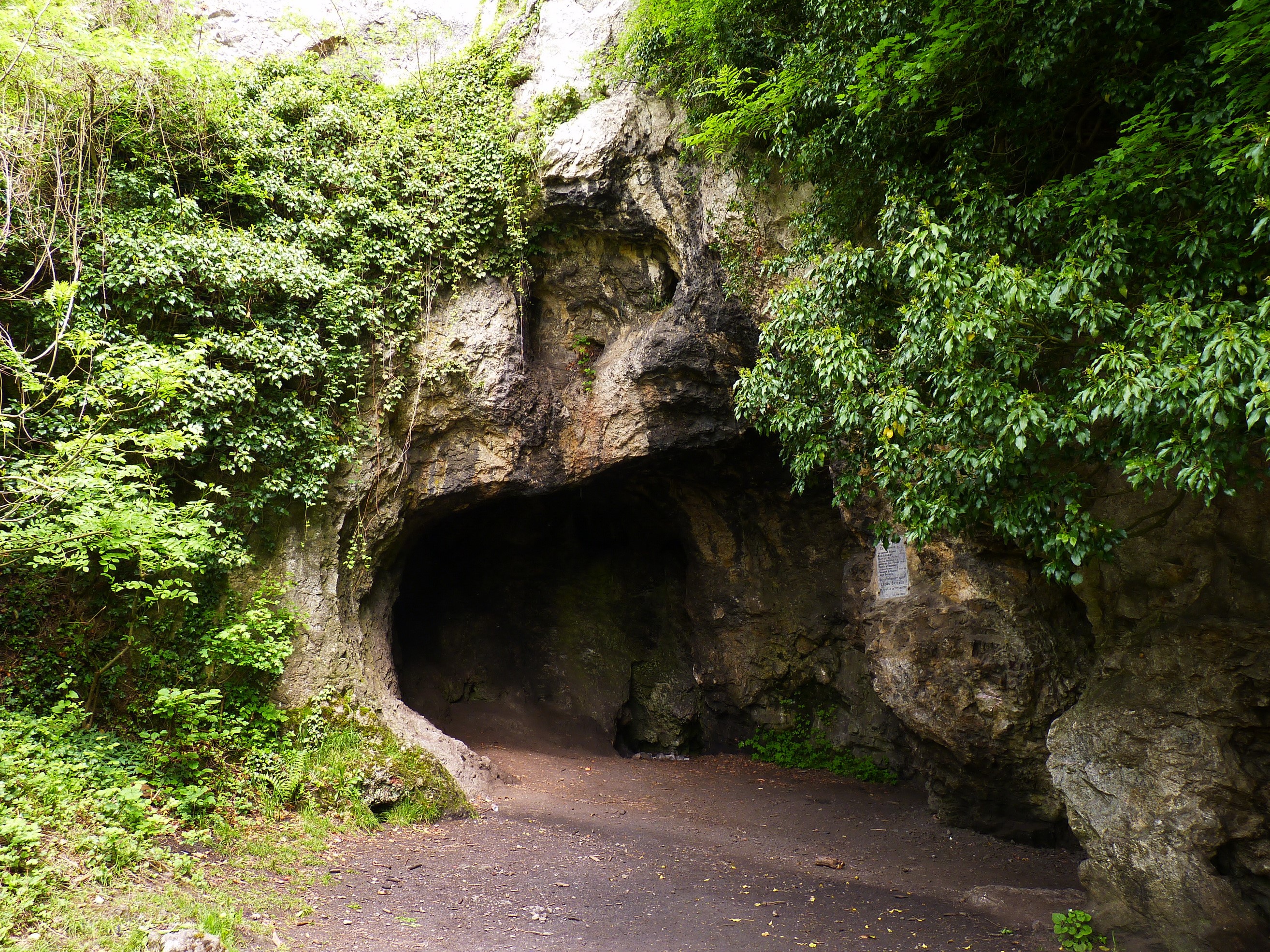 Cave entrance with lush green vegetation HD Wallpaper