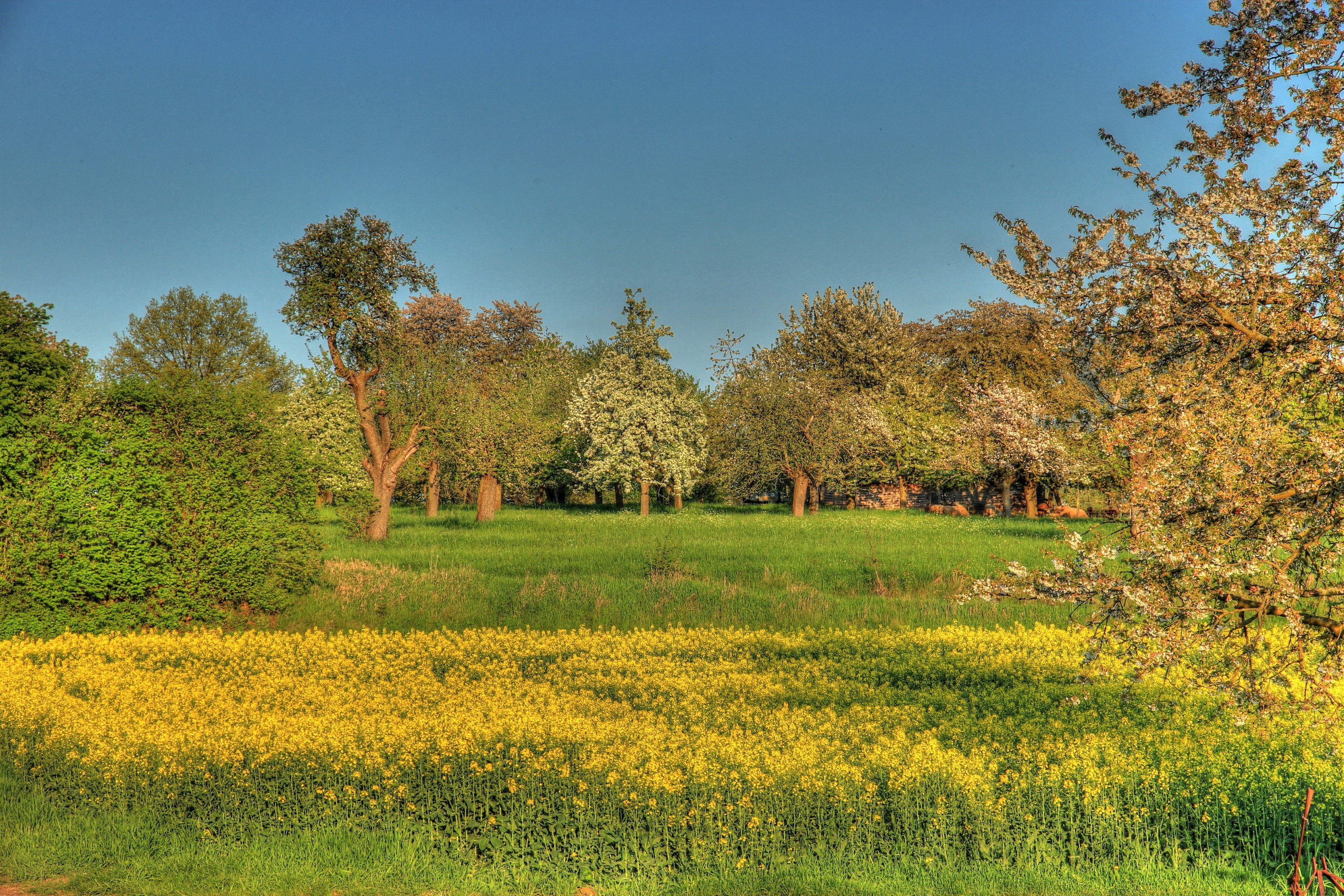 Field of yellow flowers and trees in Hungen, Germany HD Wallpaper