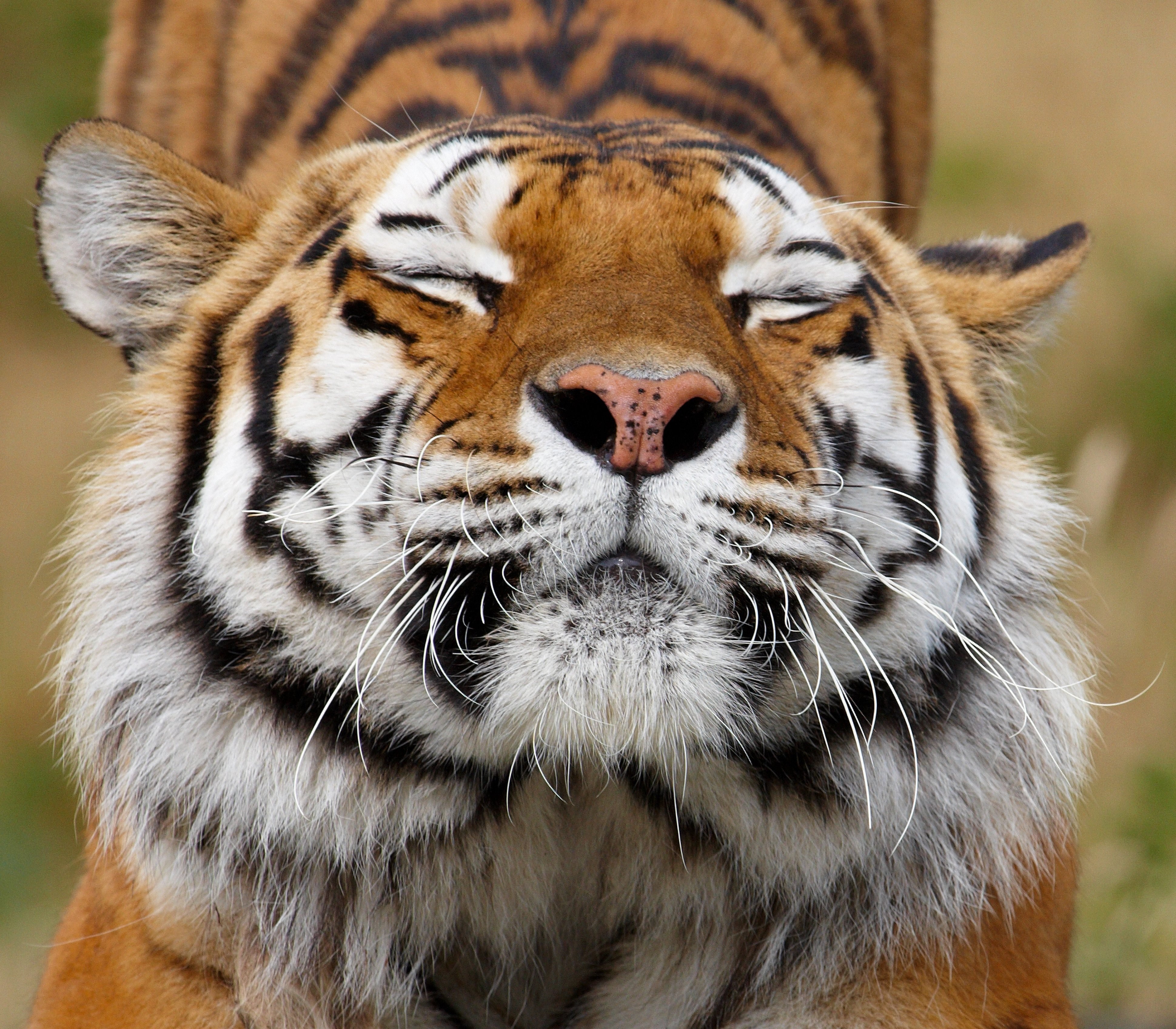 Tiger with eyes closed and whiskers HD Wallpaper