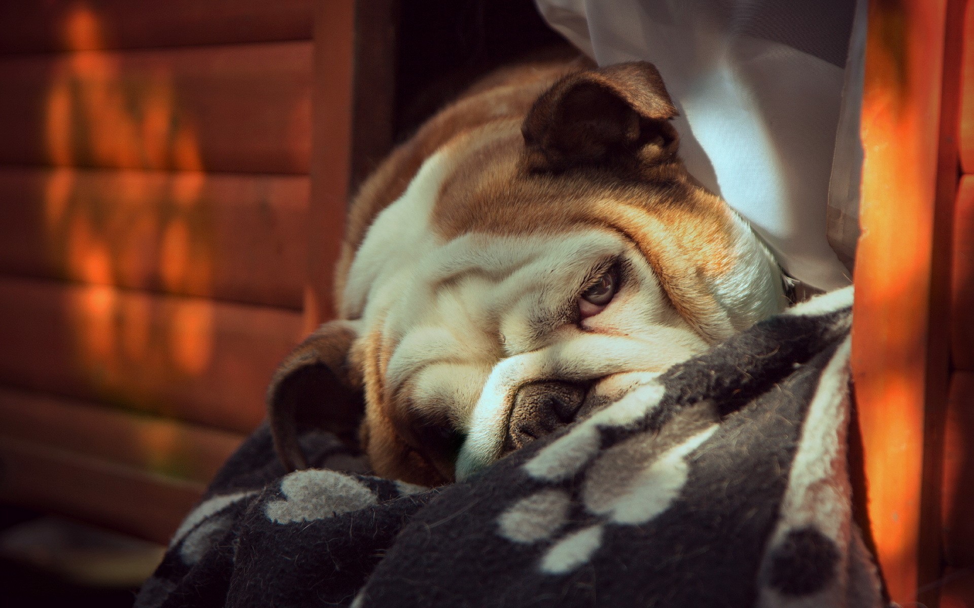 English Bulldog resting on a blanket HD Wallpaper