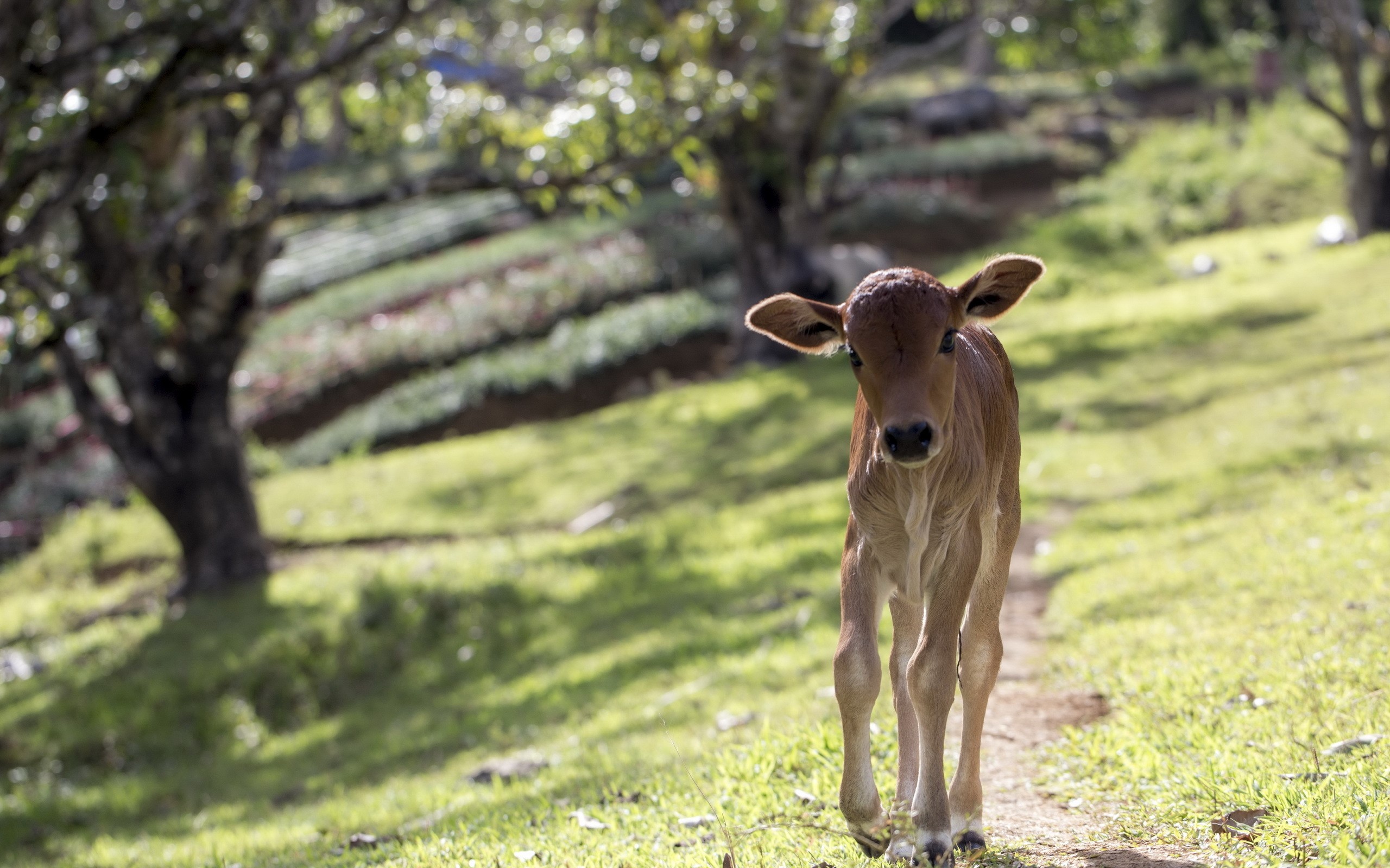 A young calf walks on a path in a grassy field. HD Wallpaper