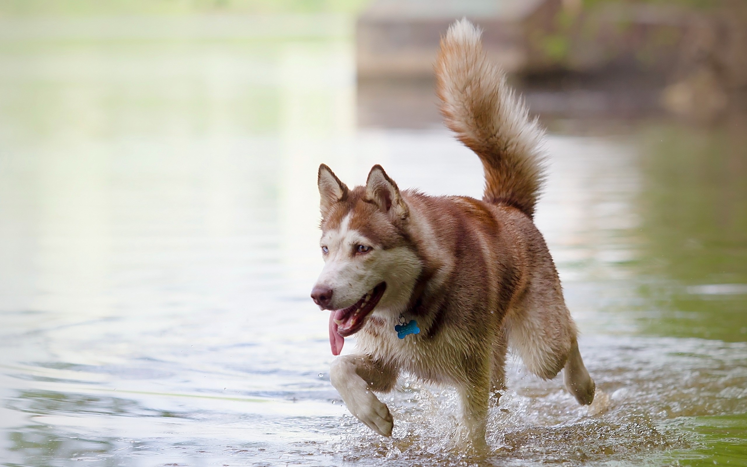 Brown and white husky dog running in water HD Wallpaper