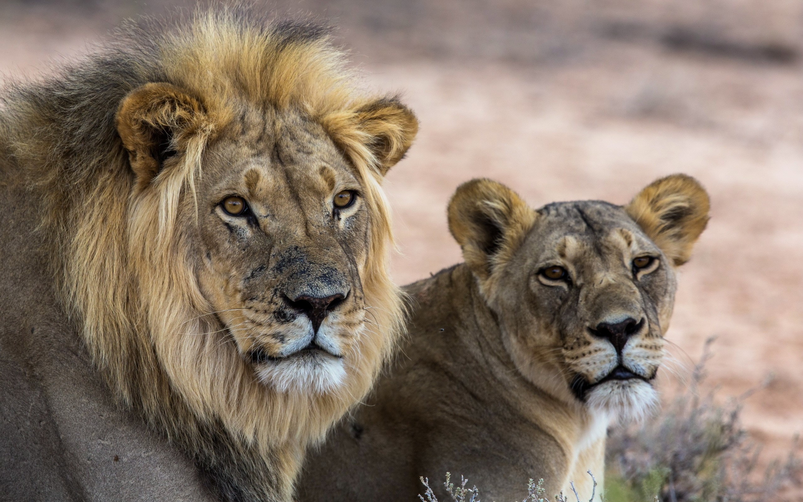 Male and female lions in a dry landscape HD Wallpaper