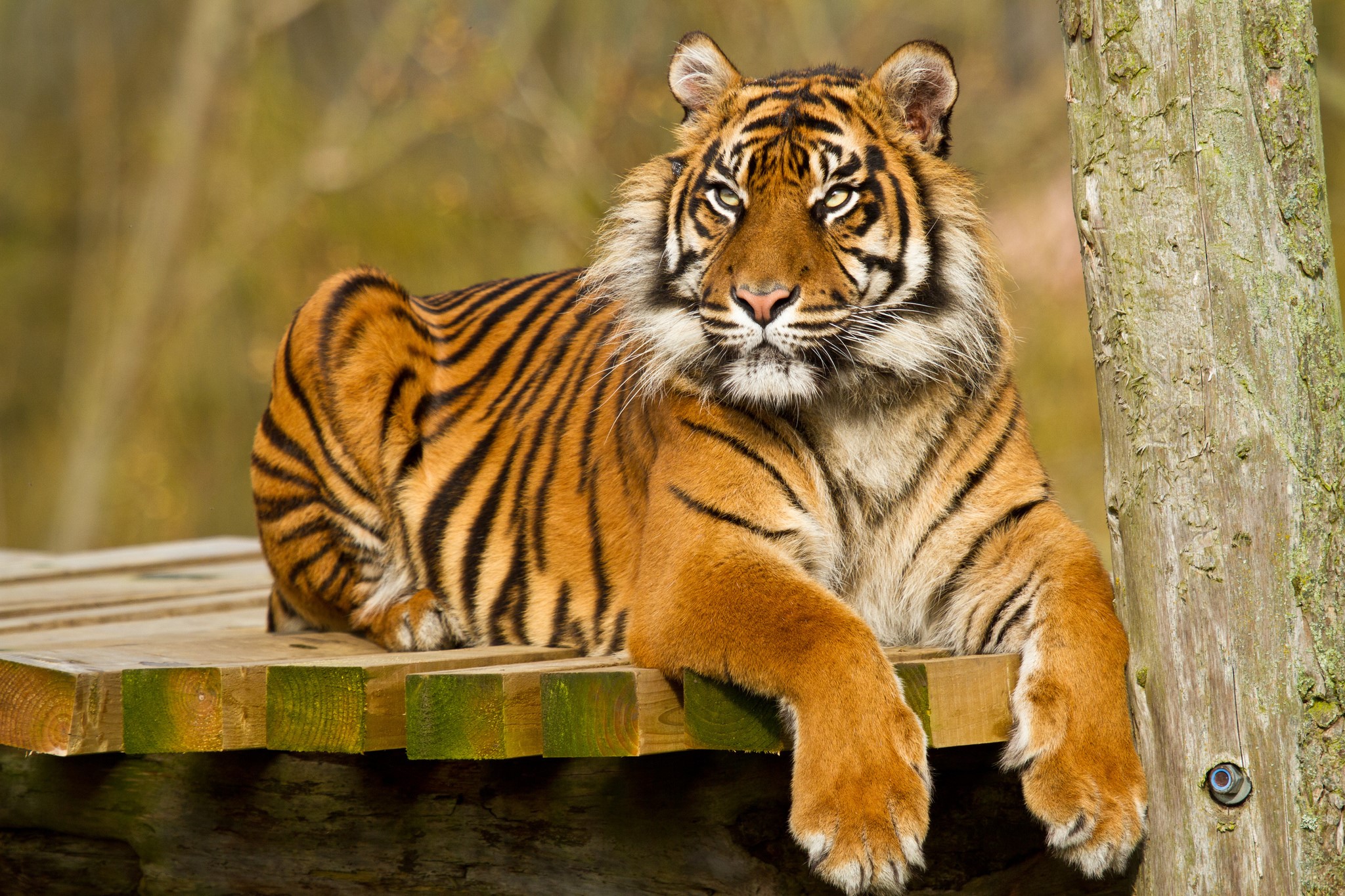 Tiger resting on a wooden platform HD Wallpaper