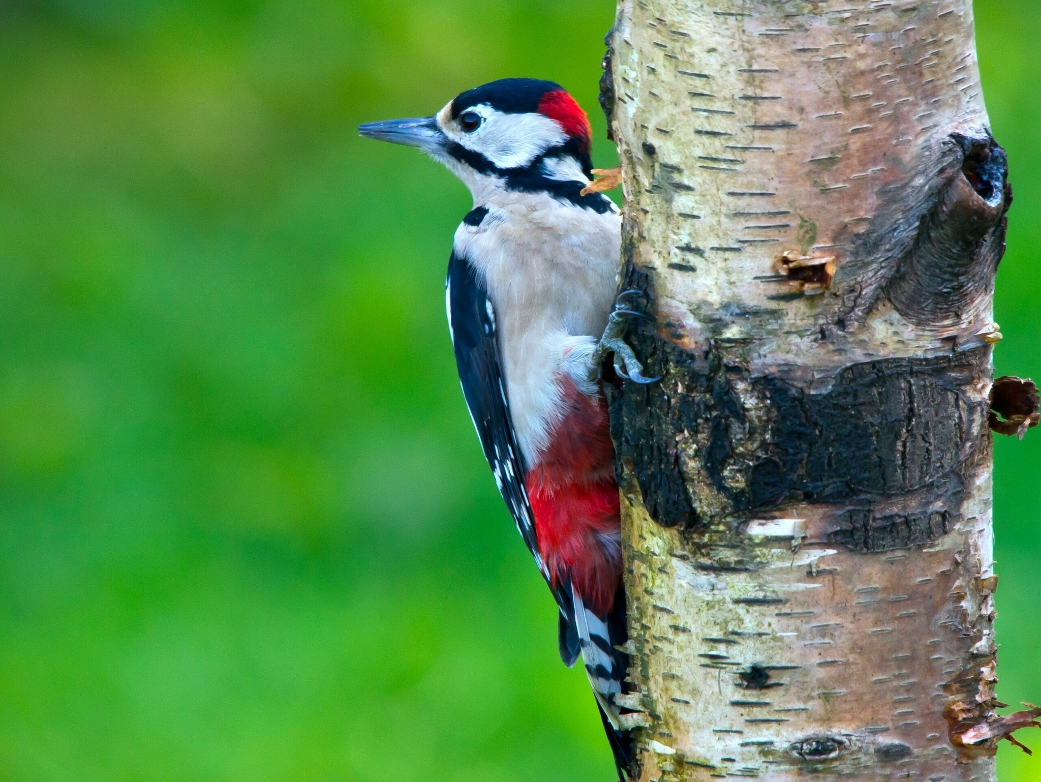 Great Spotted Woodpecker on a Birch Tree Trunk HD Wallpaper
