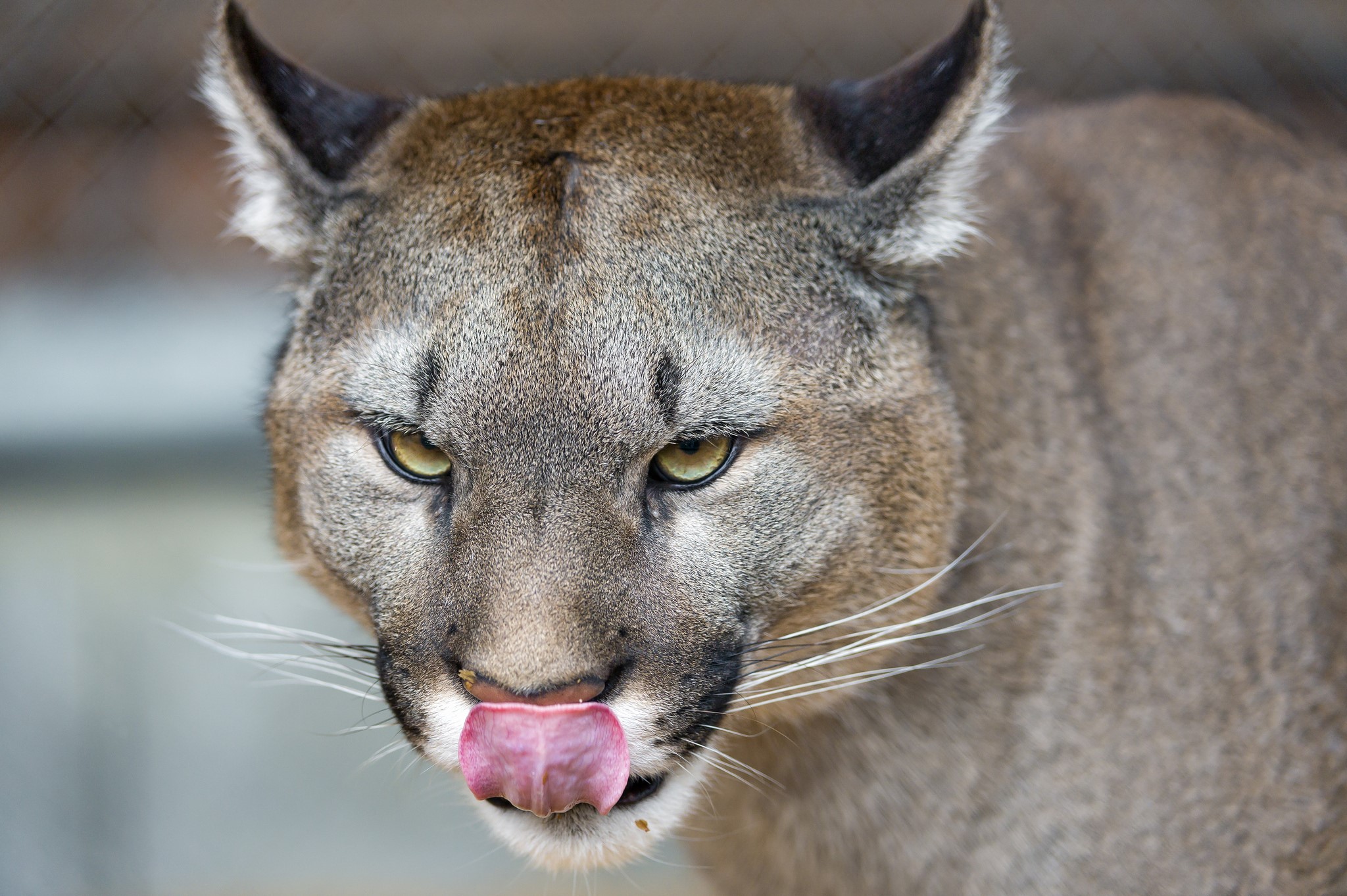Close-up of a Puma licking its nose HD Wallpaper