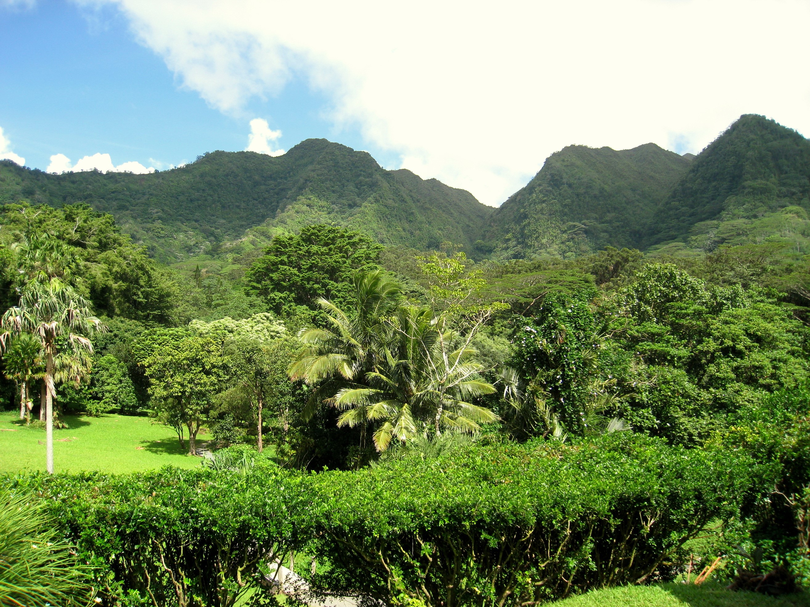 Lyon Arboretum Oahu Hawaii Gardens Shrubs HD Wallpaper