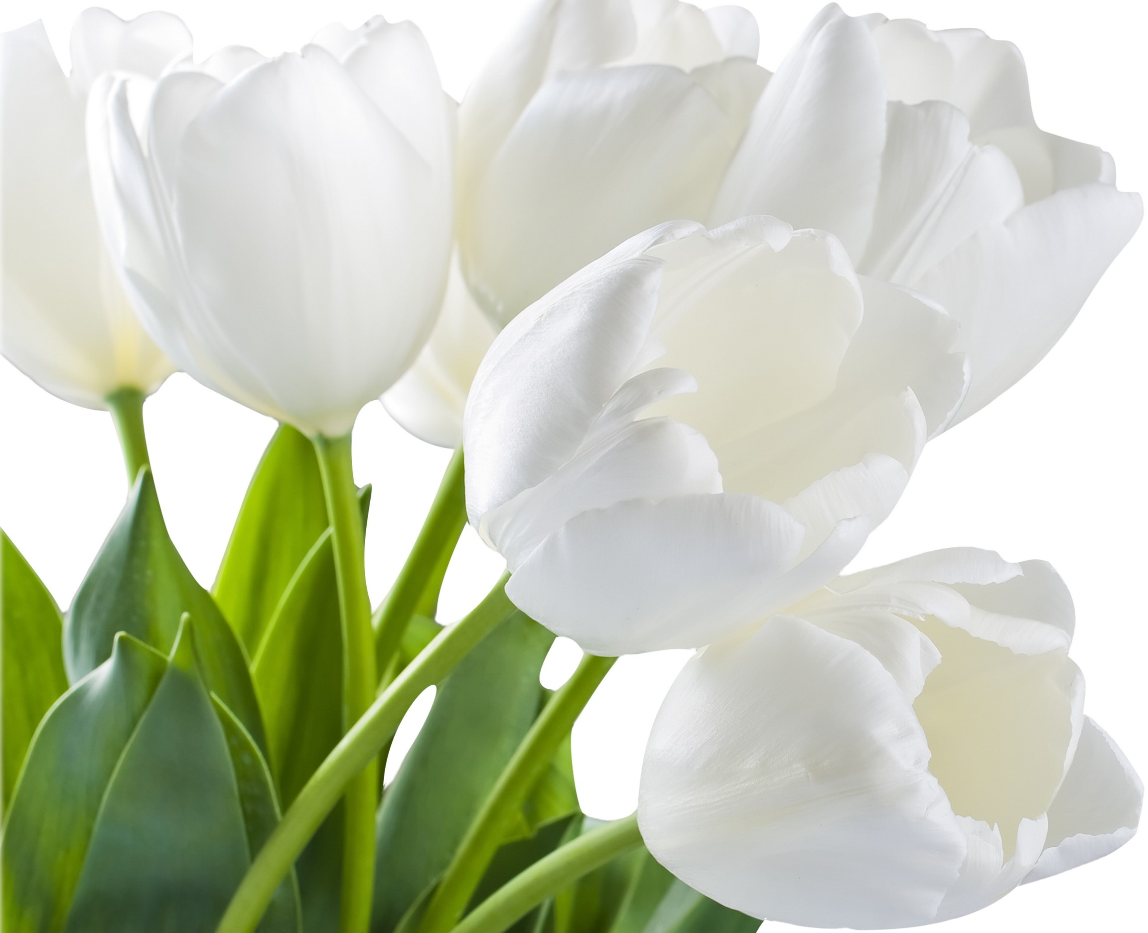 White tulips with green leaves HD Wallpaper