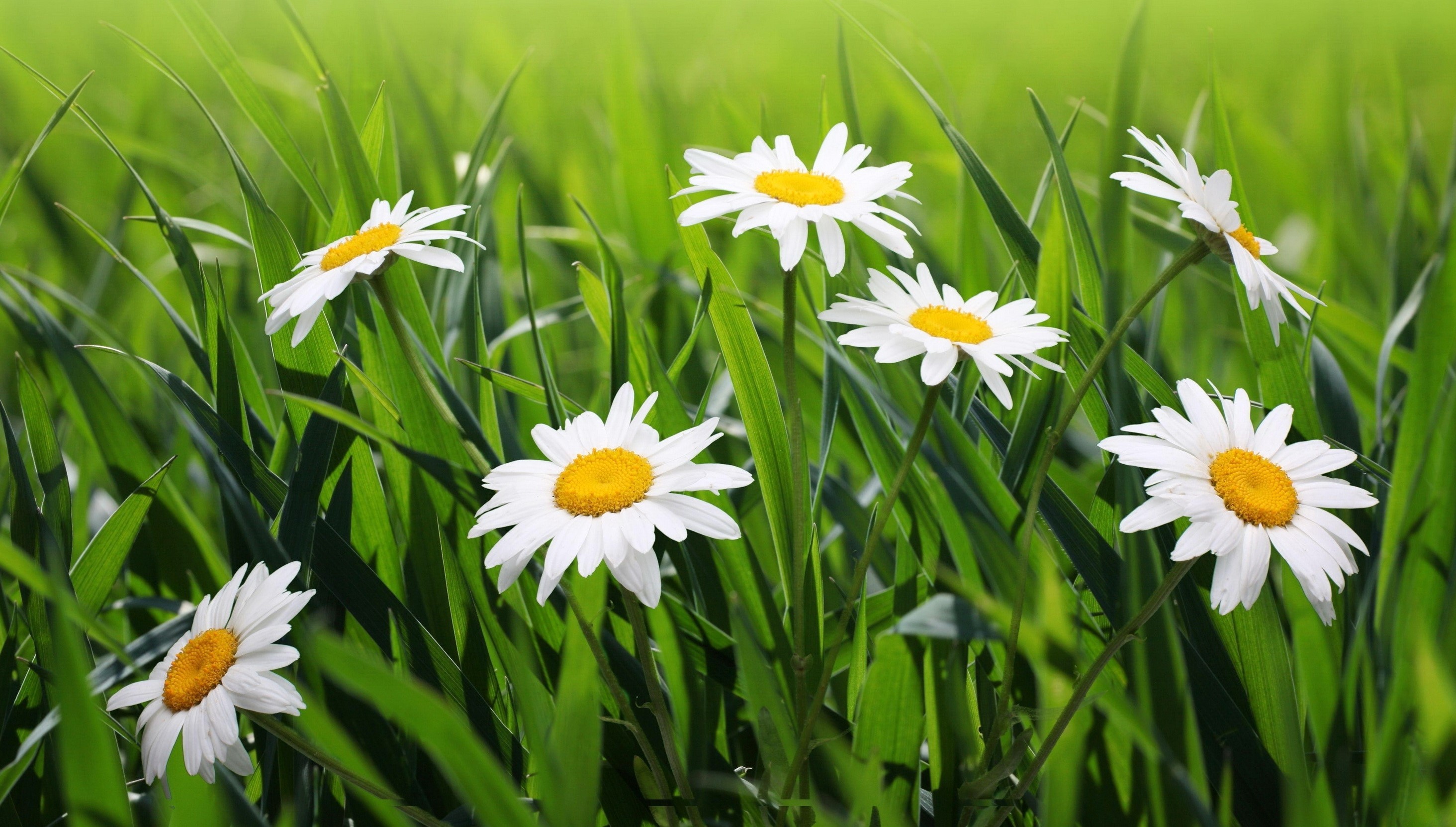 White daisies in green grass HD Wallpaper