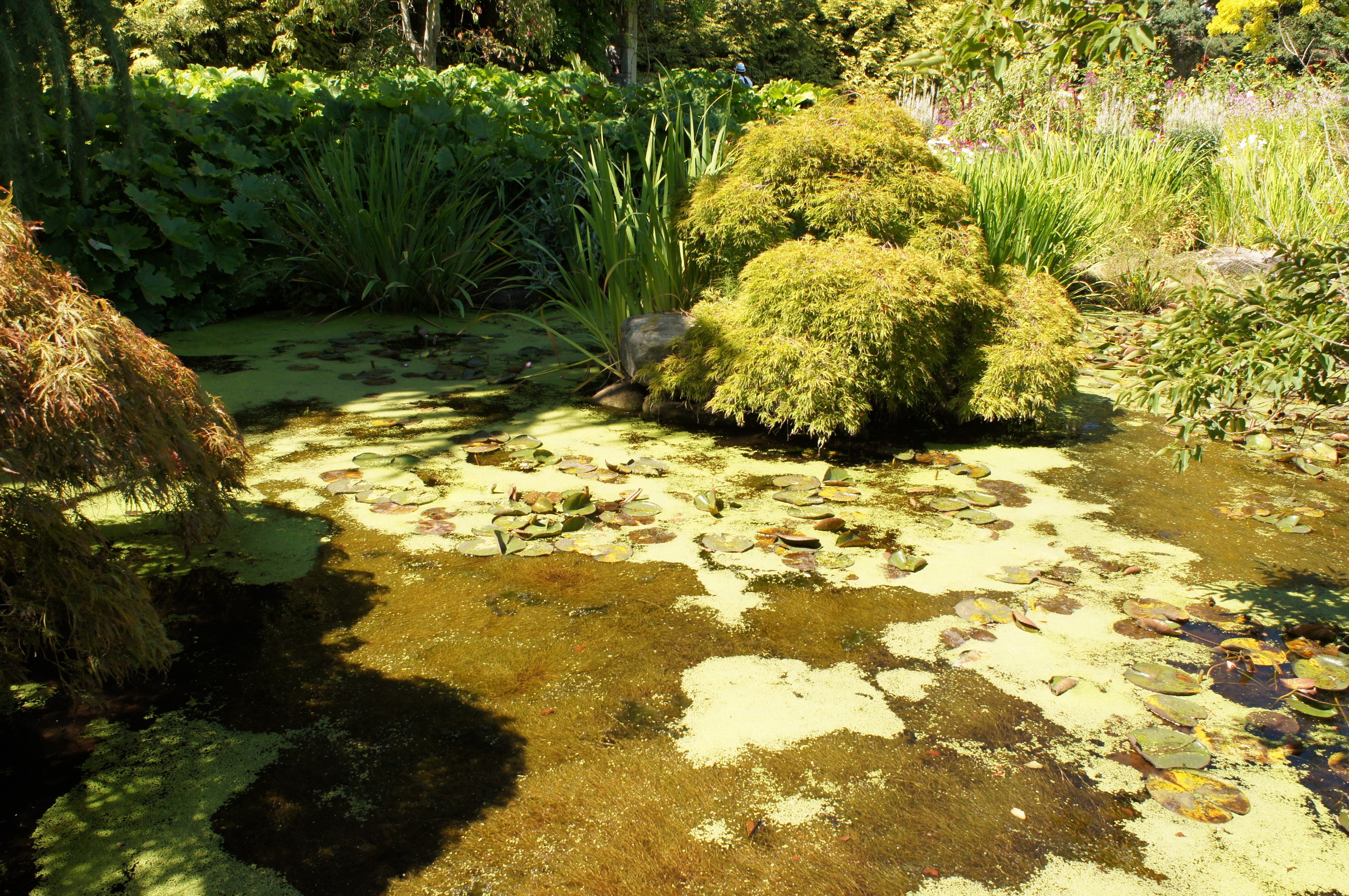Pond with lily pads and lush greenery at VanDusen Botanical Gardens HD Wallpaper