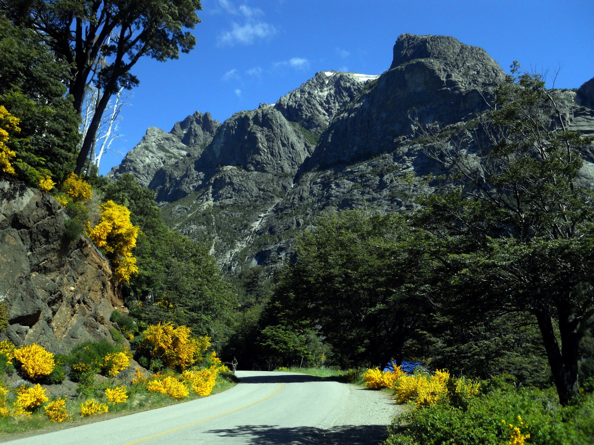 Road through mountains with yellow flowers in Patagonia HD Wallpaper