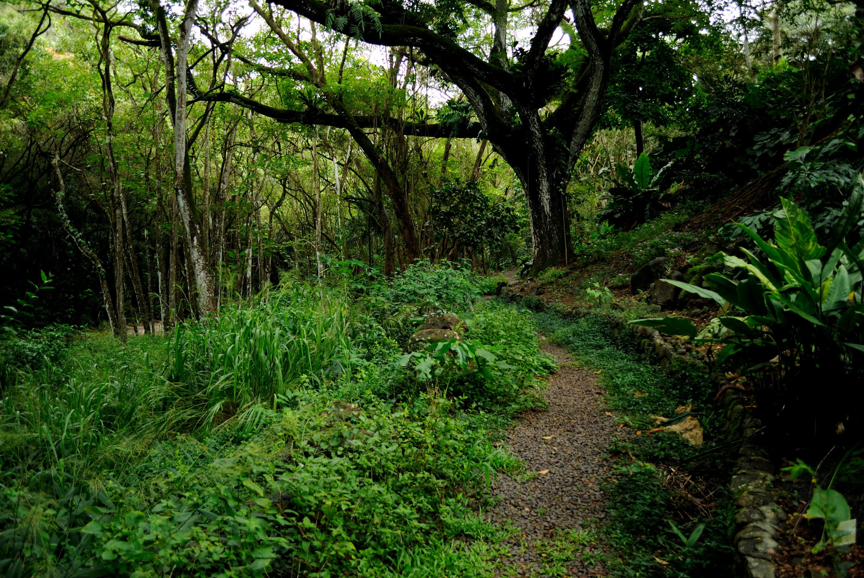 A winding path through a dense green forest in Hawaii HD Wallpaper