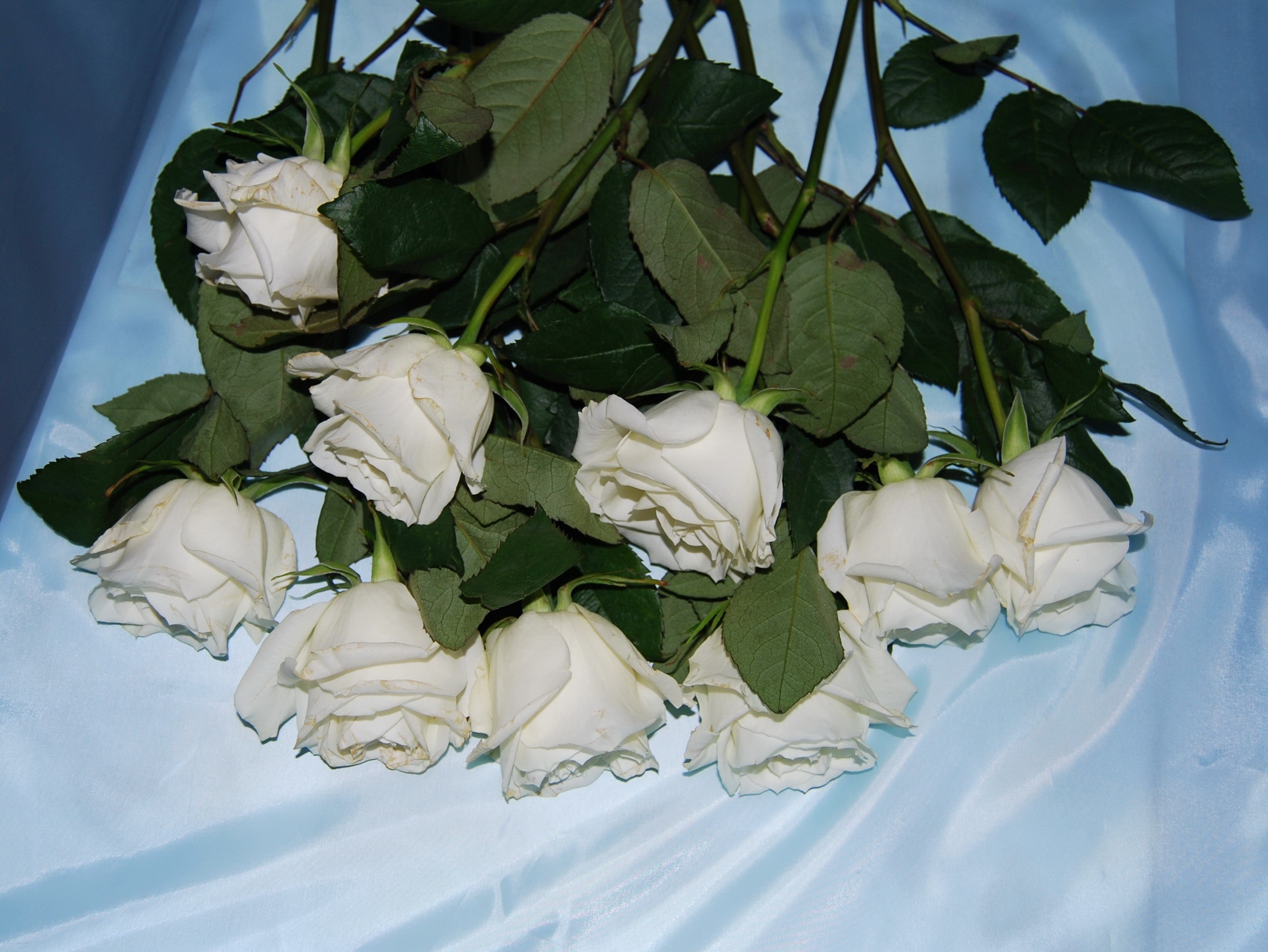 A bouquet of white roses on a blue satin background HD Wallpaper