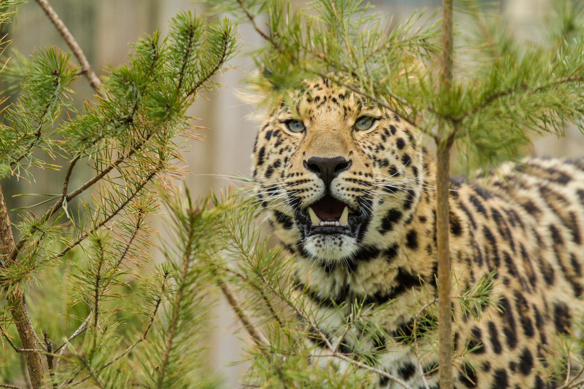 Leopard peeking through pine branches HD Wallpaper