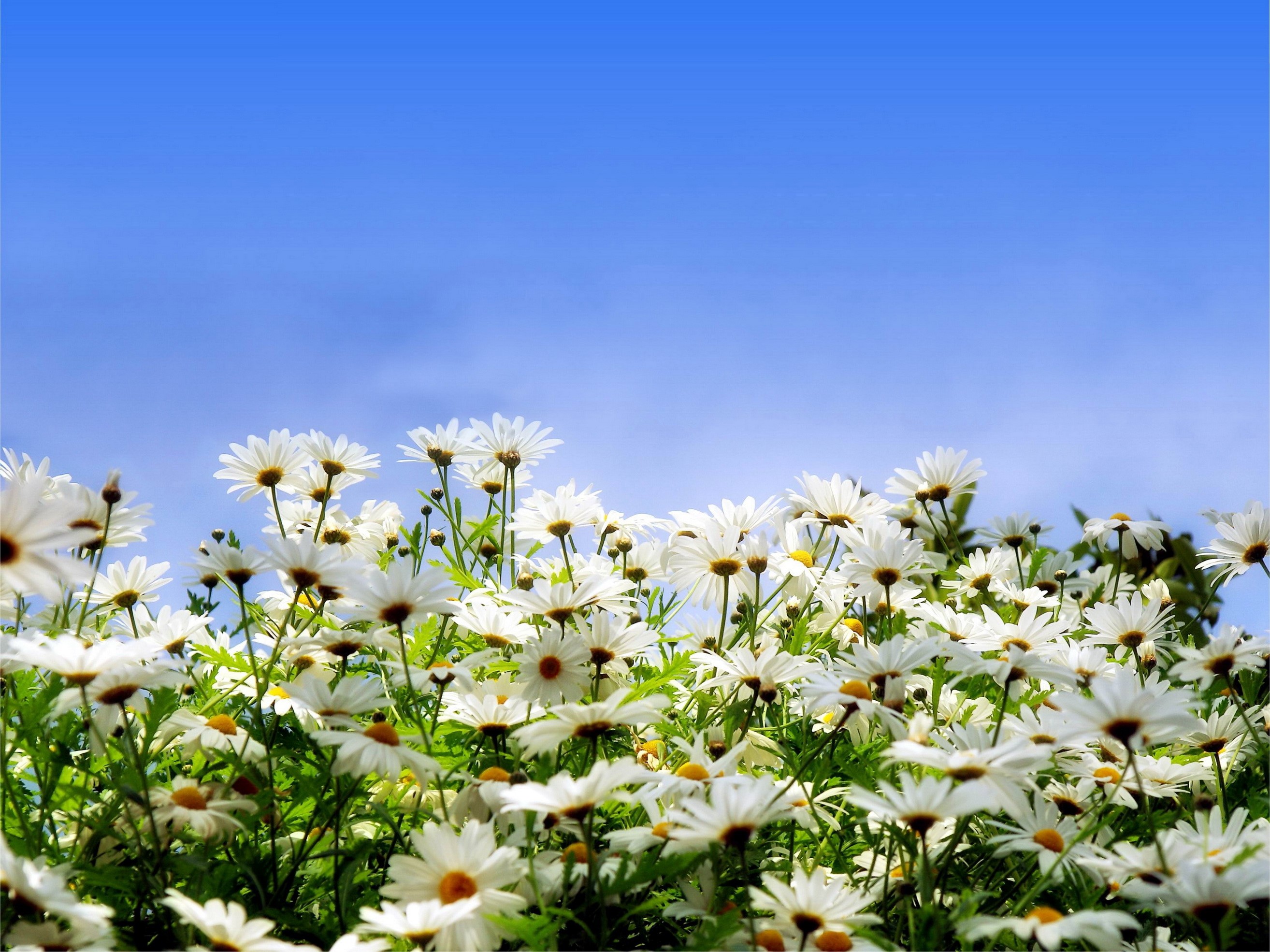 Field of white daisies under a blue sky HD Wallpaper