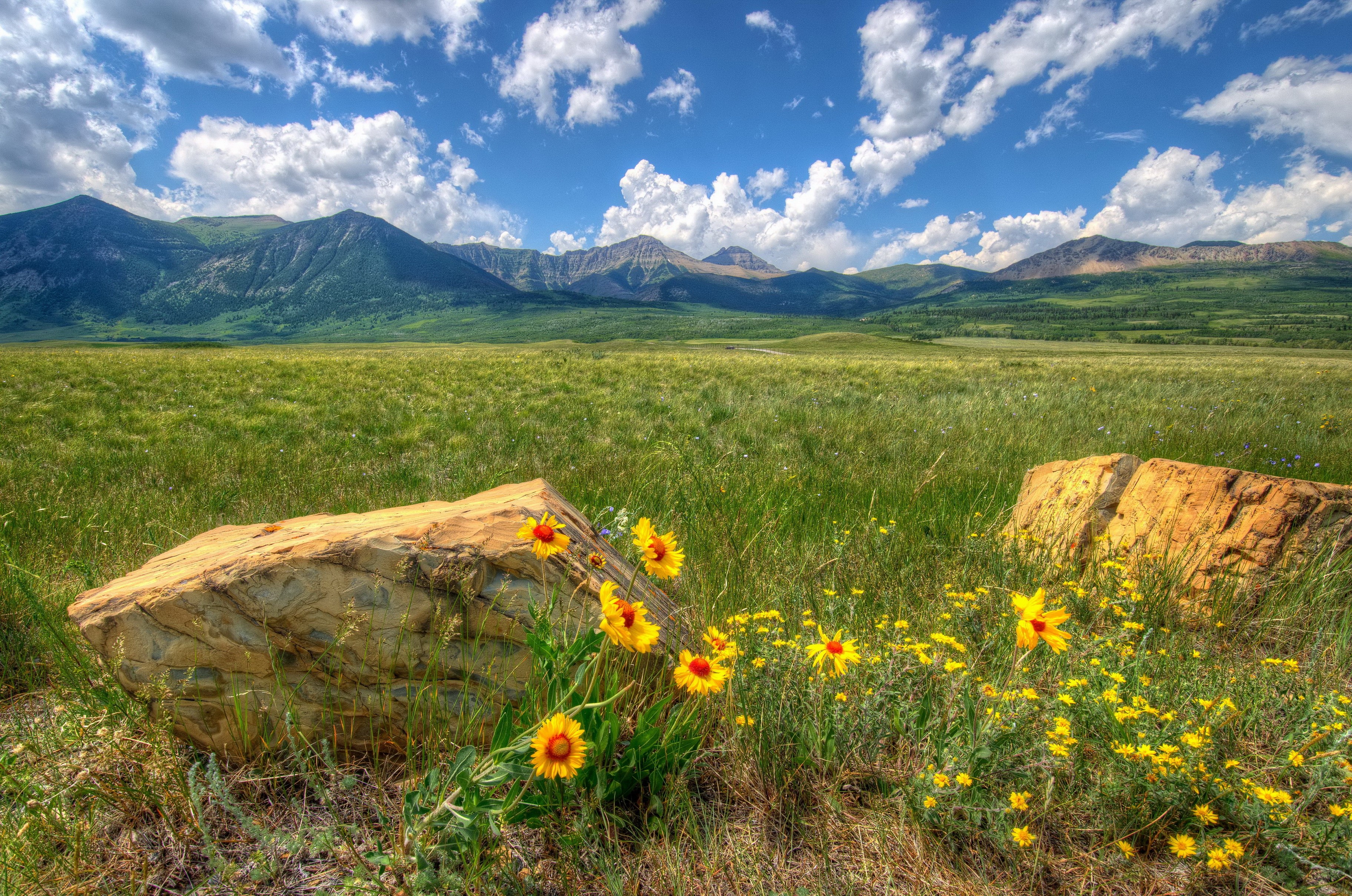 Rocky Mountains landscape with wildflowers and boulders HD Wallpaper