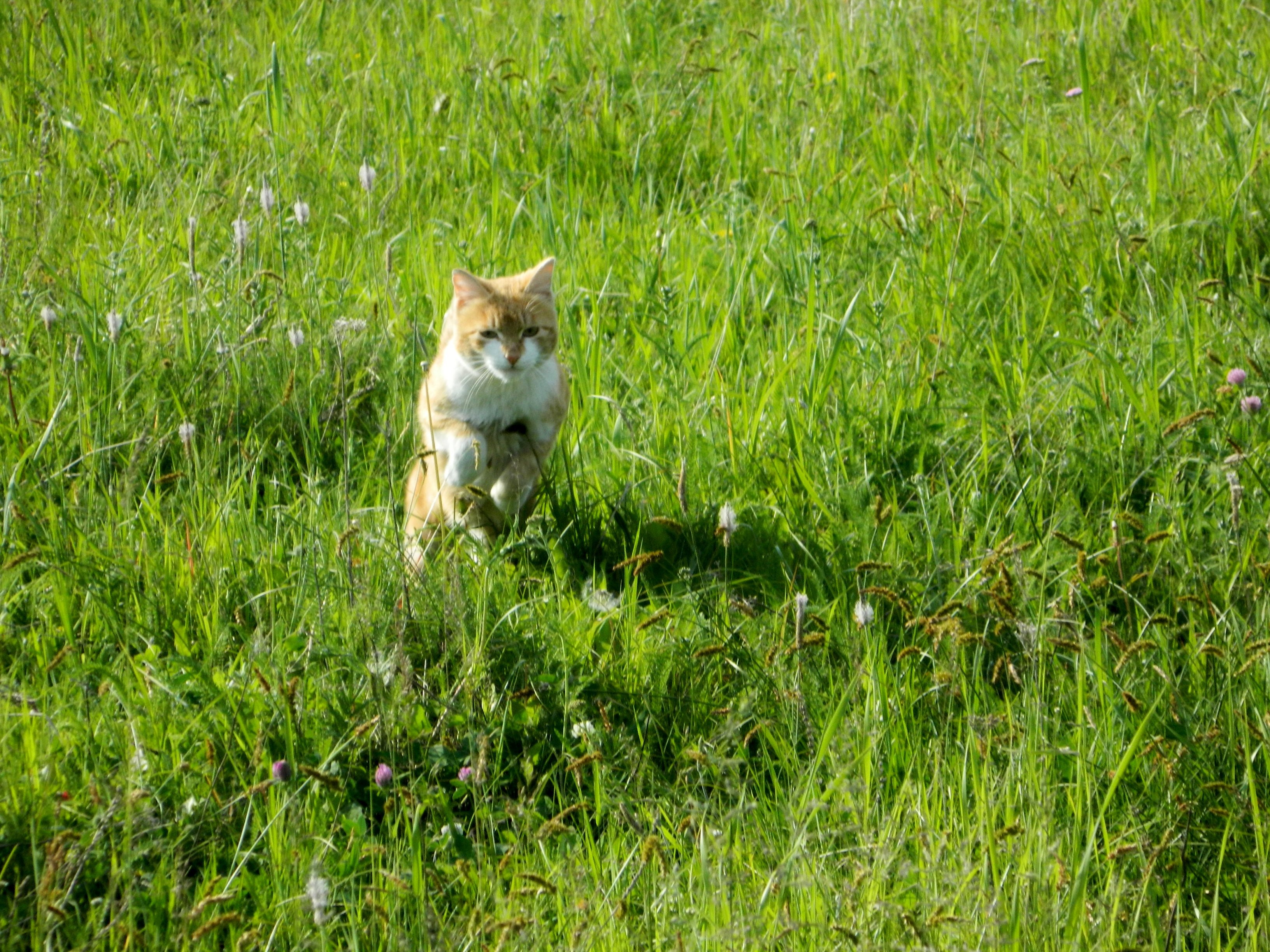 A cat sits in tall green grass HD Wallpaper