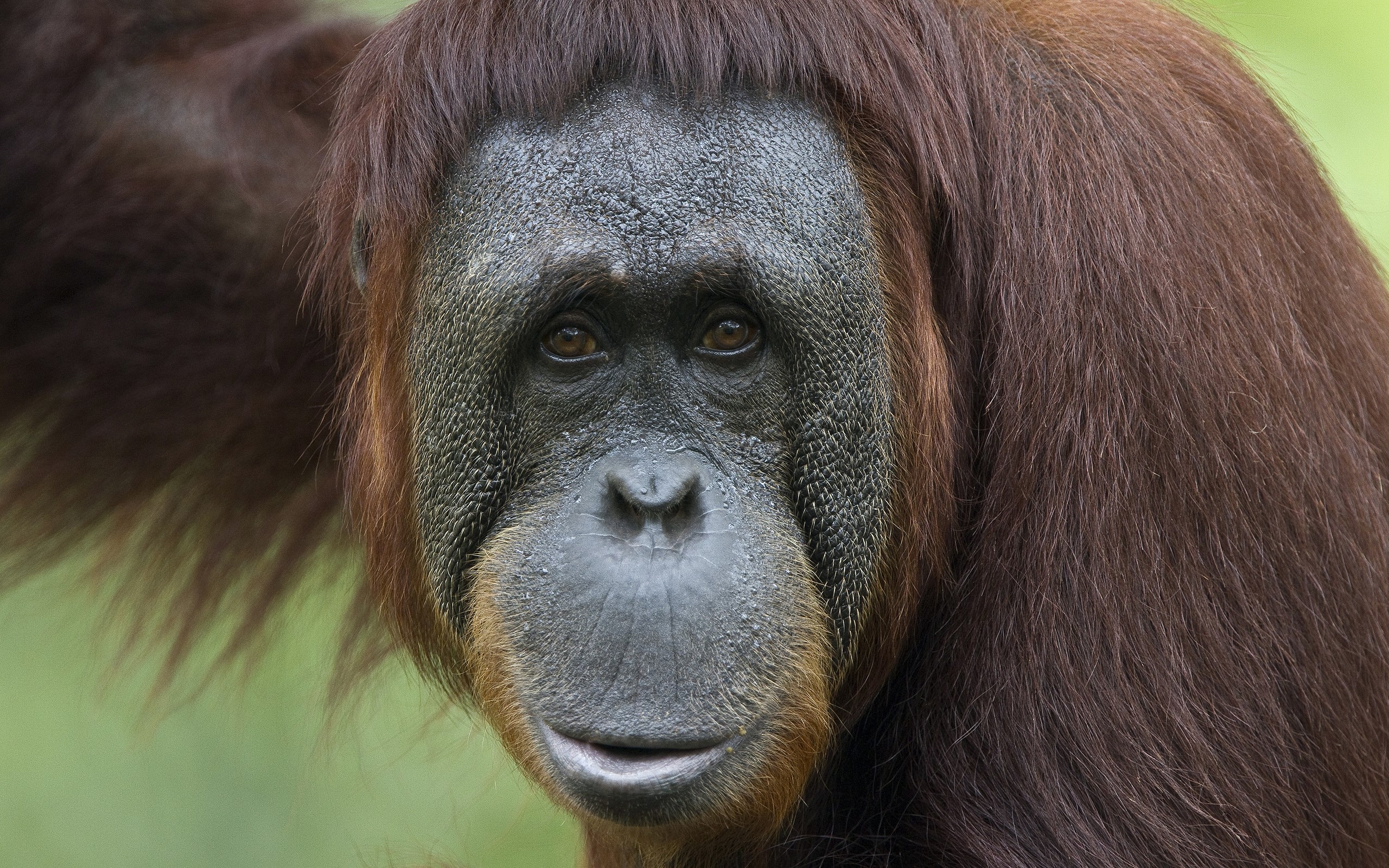 Close-up of an orangutan's face HD Wallpaper