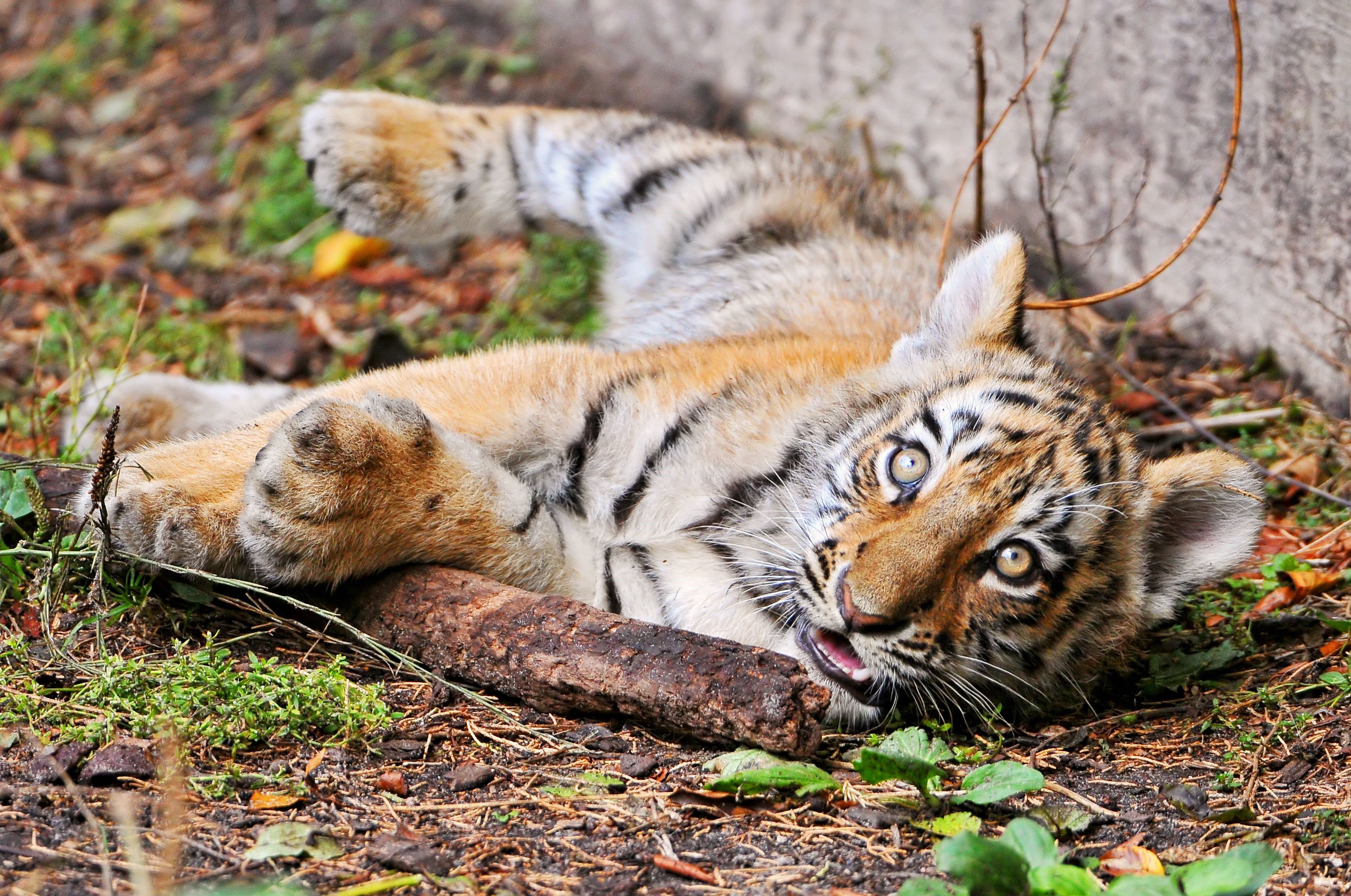 Tiger cub lying on the ground HD Wallpaper