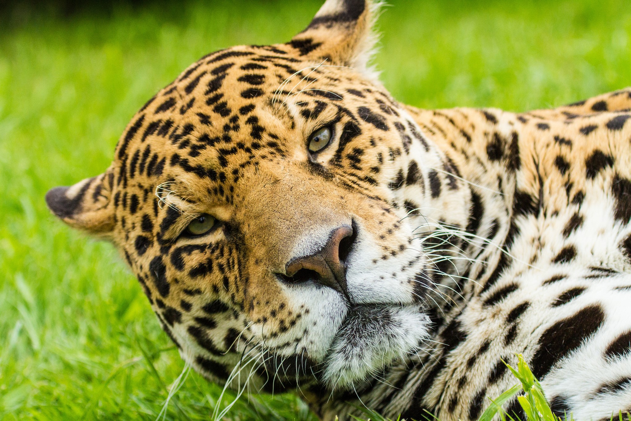 Jaguar lying on green grass HD Wallpaper
