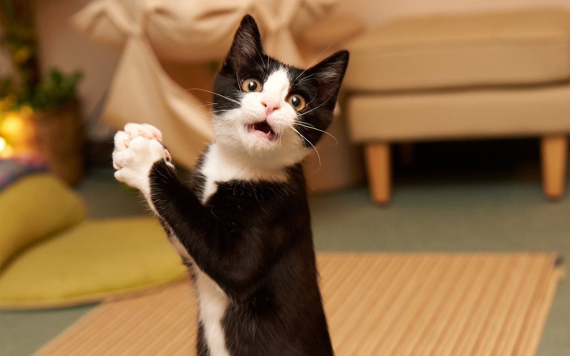 A black and white kitten stands on its hind legs with paws clasped HD Wallpaper