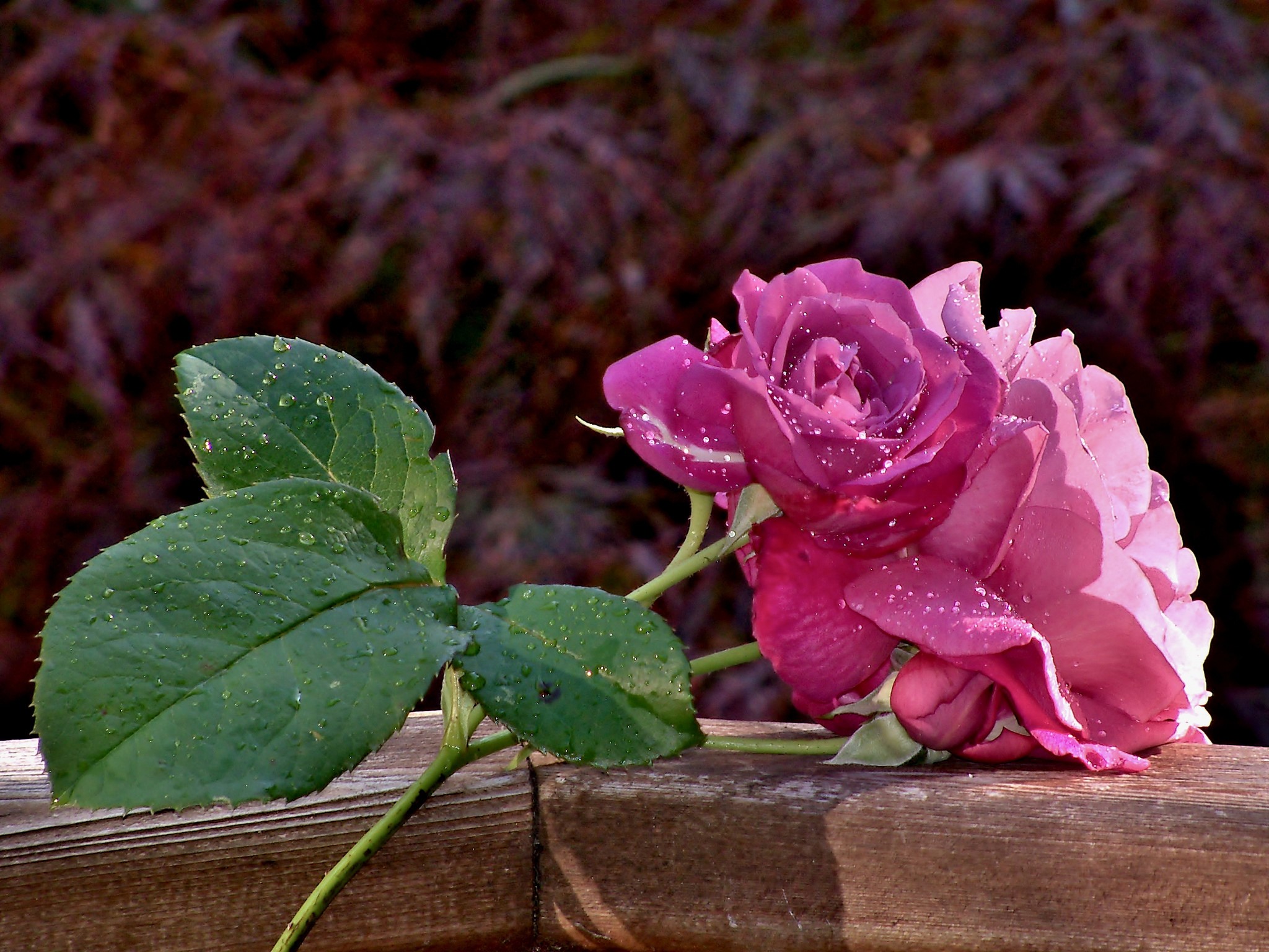 Purple rose with water drops on a wooden surface HD Wallpaper